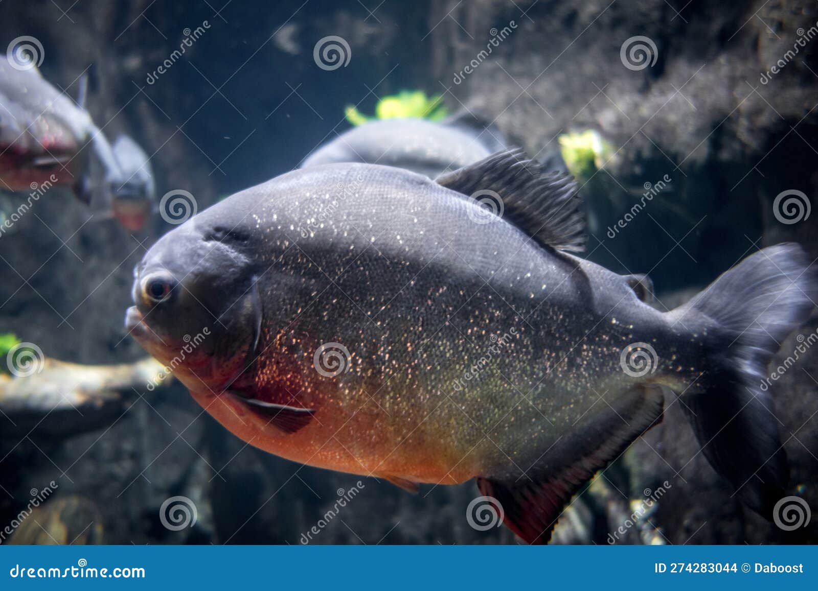 Piranha in a river stock photo. Image of exotic, predator 274283044