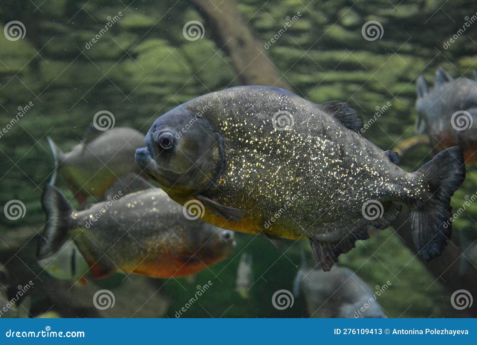 Piranhas in the Aquarium. Piranha Closeup Stock Image Image of leaf