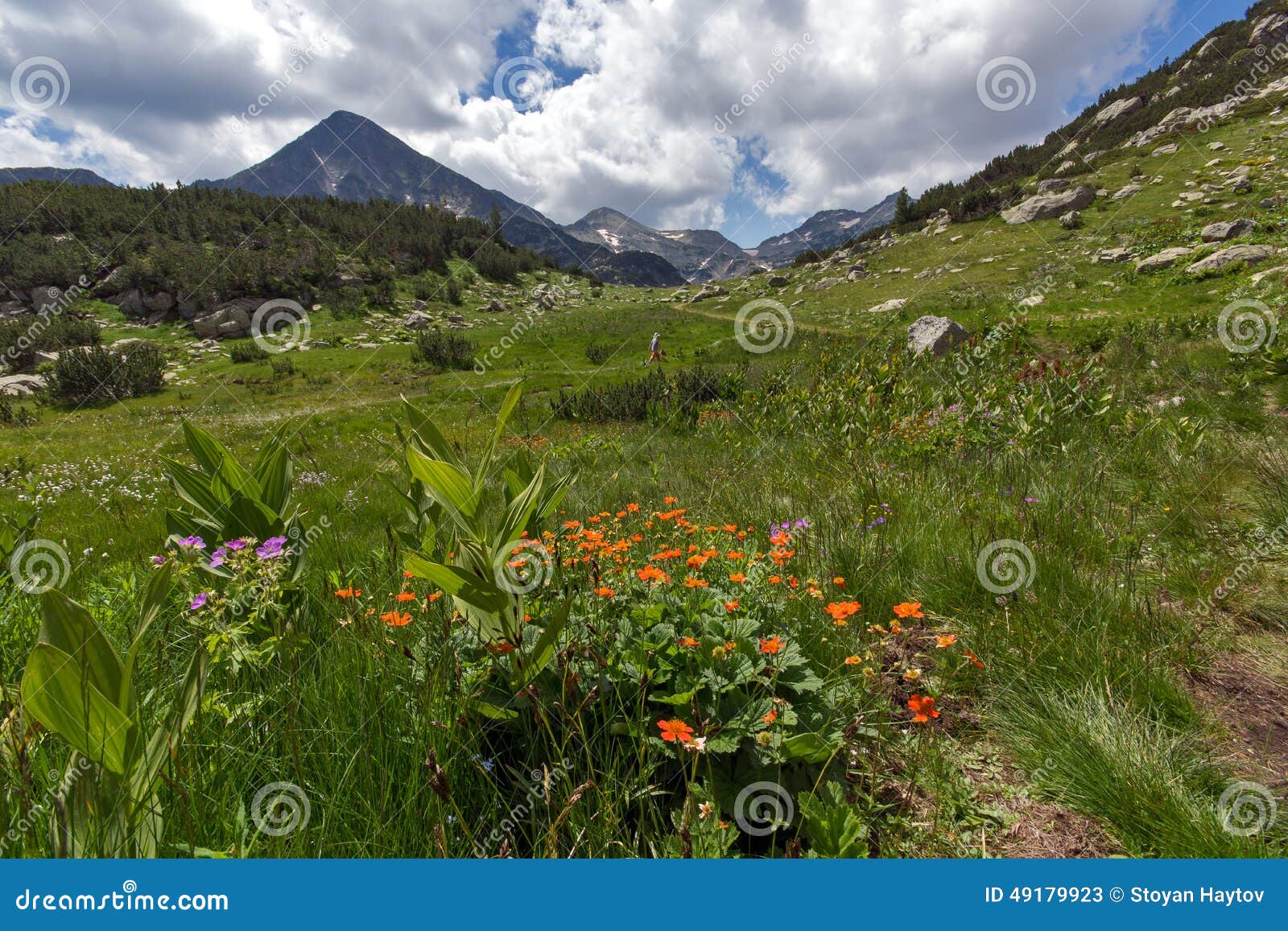 pirin mountain landscape with cloud adn flowers