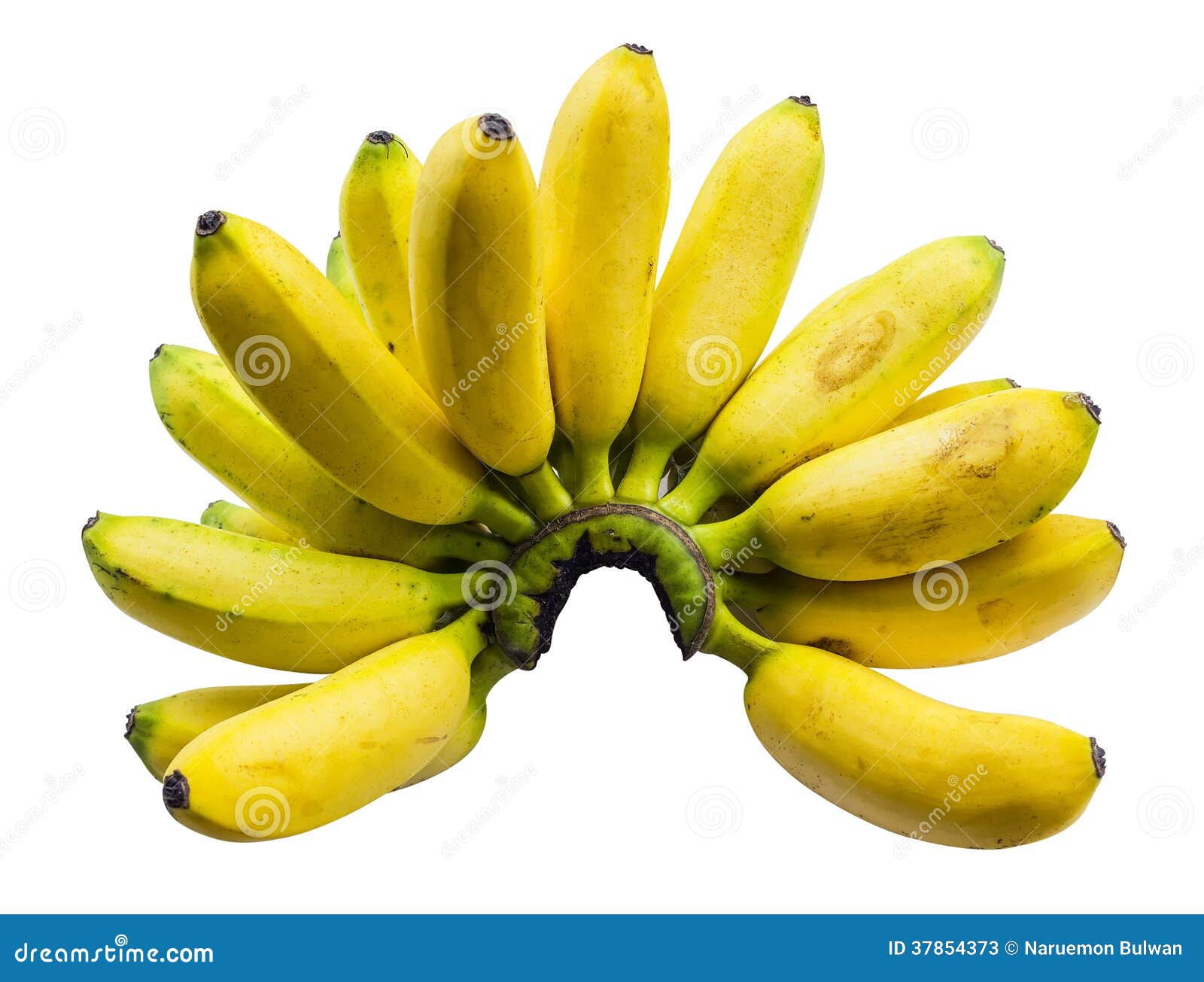  Pisang  Mas banana  stock image Image of health healthy 