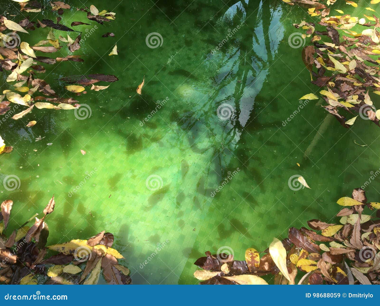 Piscine Abandonnée Et Malpropre Avec Leau Verte Et Le Jaune