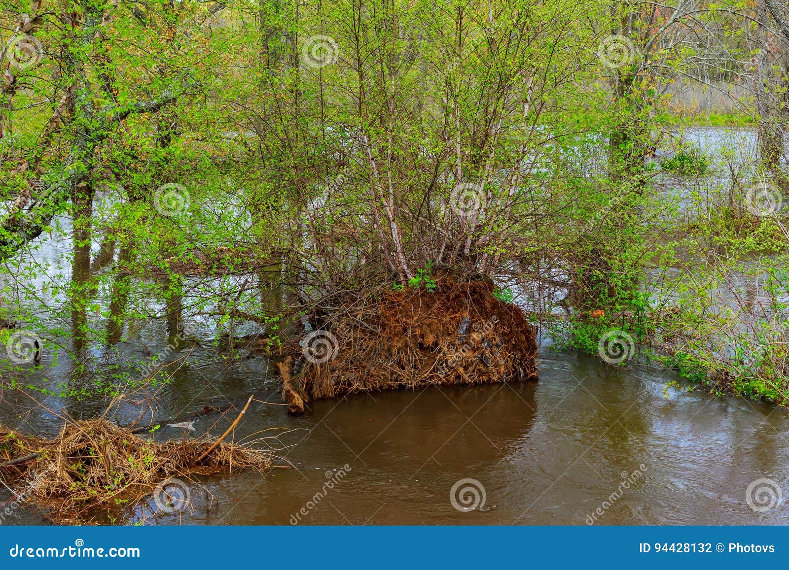 Piscine De Leau Sur Le Plancher De Forêt Tropicale Après