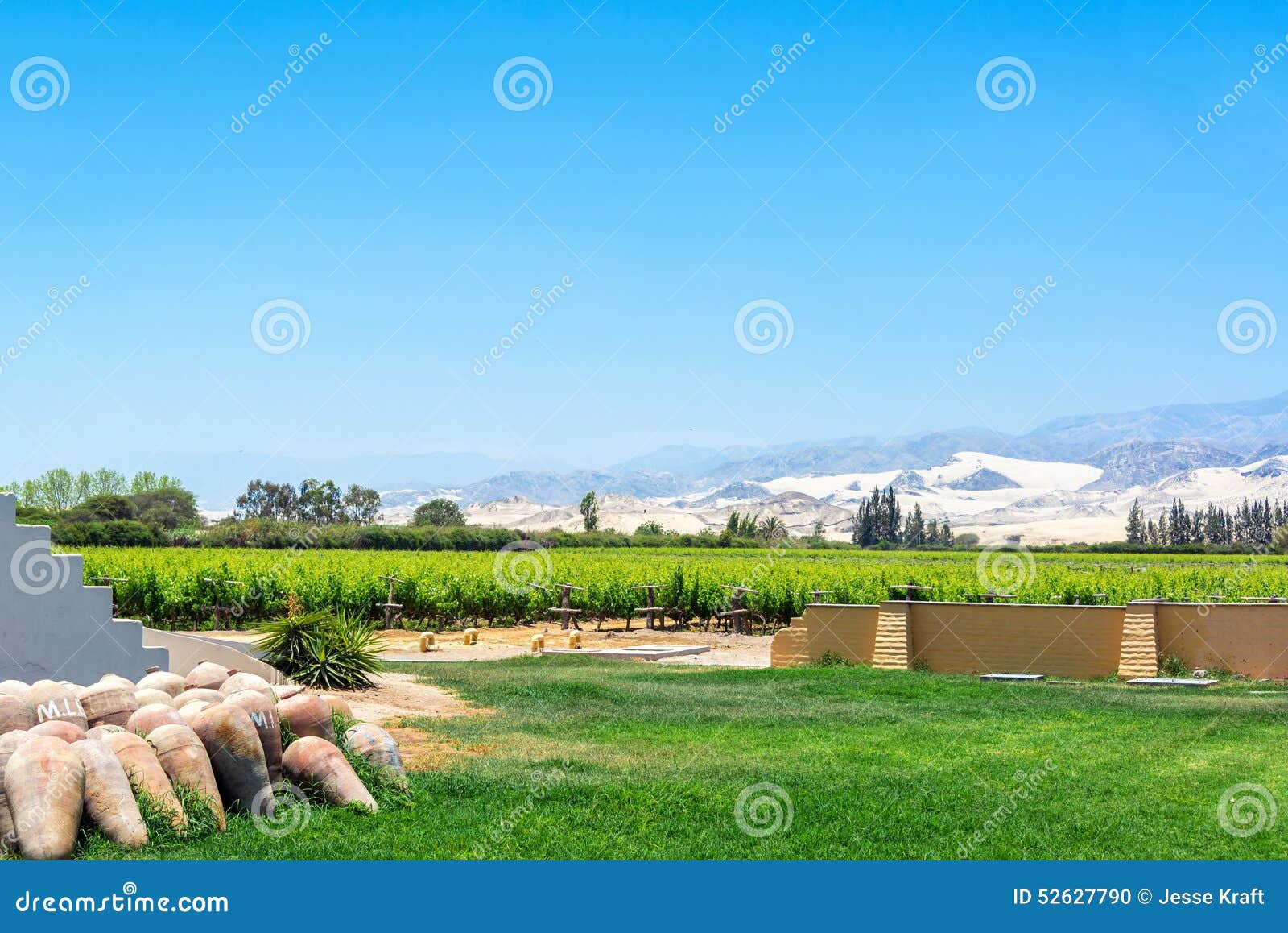 pisco vineyard in peru