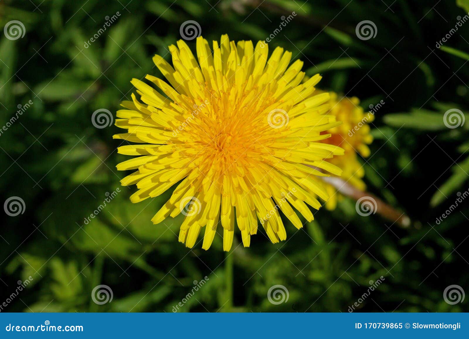 Pissenlit Taraxacum Officinale Stockbild Bild Von Botanik Europa Pissenlit Taraxacum Officinale Stockbild Bild Von Botanik Europa
