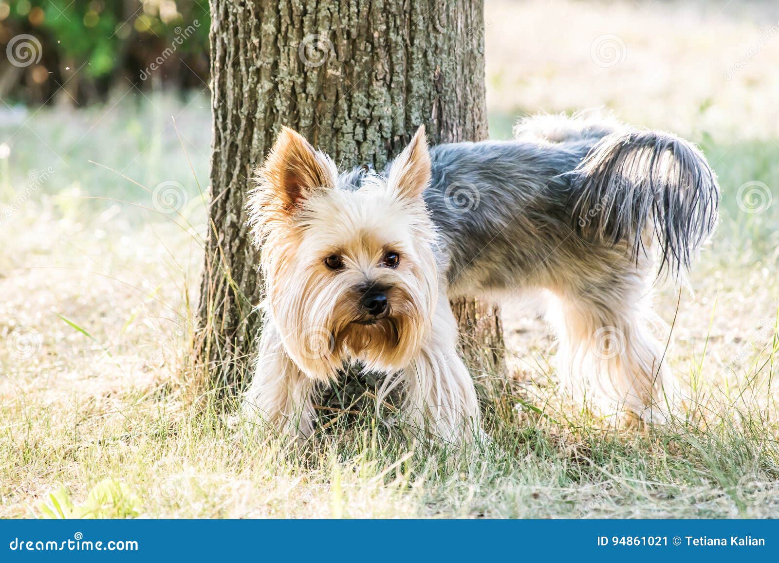 On the Tree Dog Yorkshire Terrier in the Park at Summer Day Stock Image ...