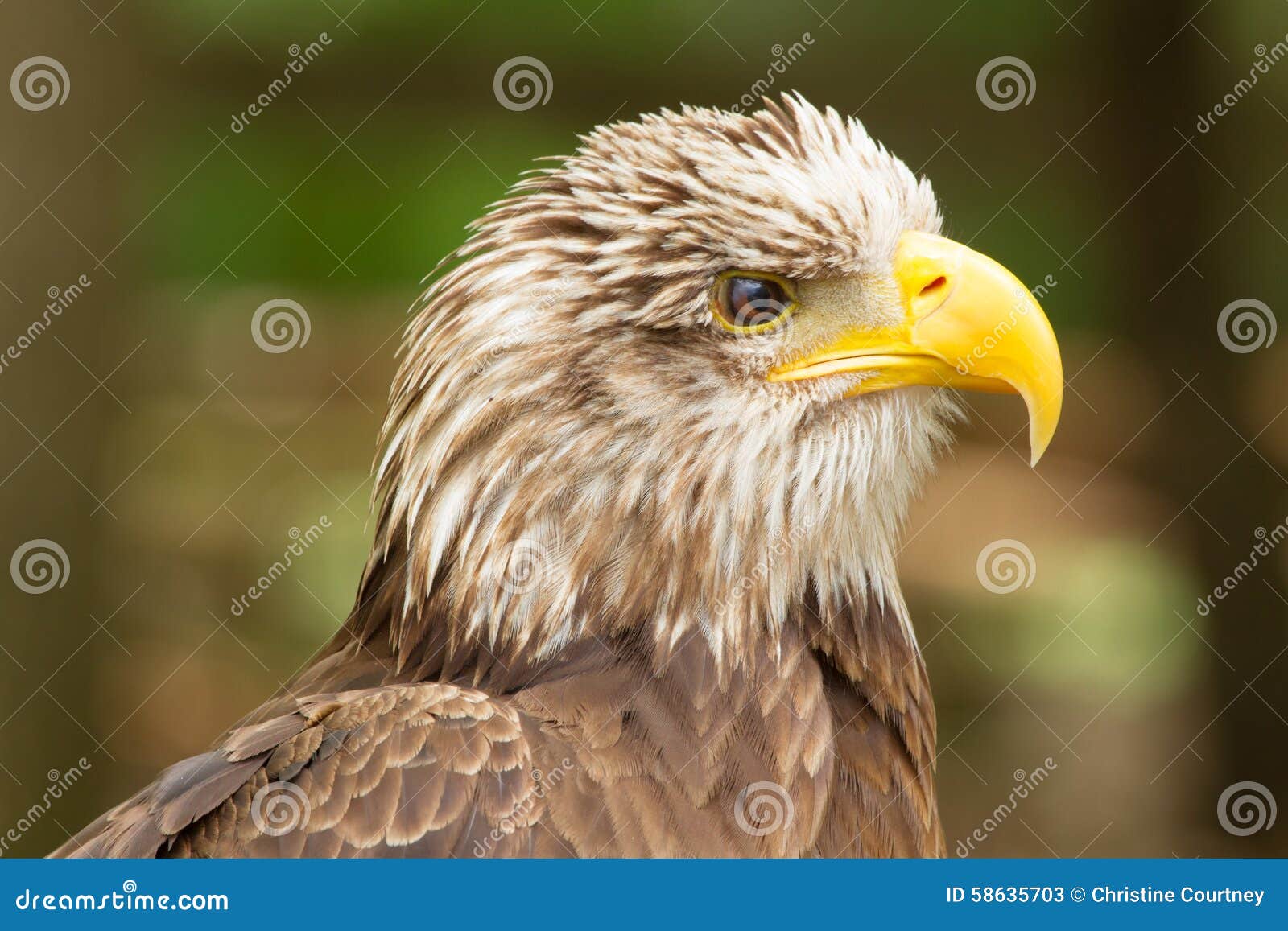 Pista Joven Del águila Calva, Canadá Imagen de archivo - Imagen de  totalmente, cara: 58635703