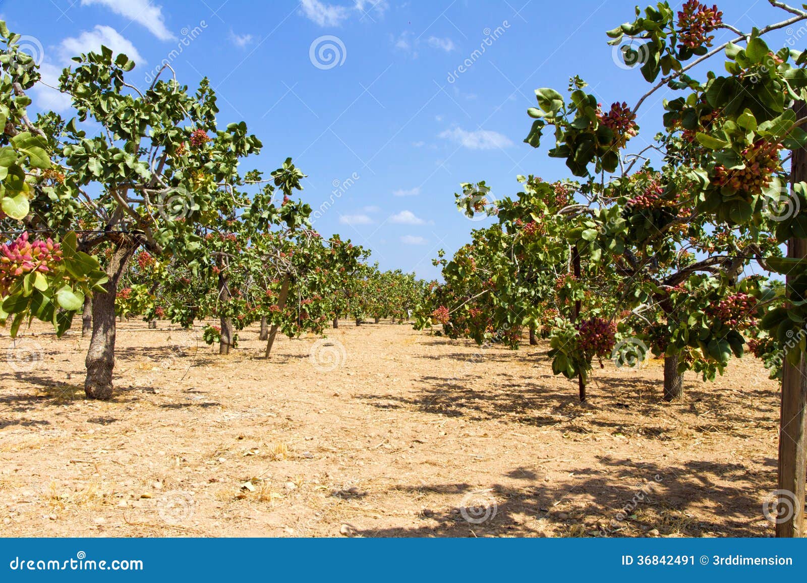 Pistachio Field 1 stock image. Image of fruit, greece - 36842491