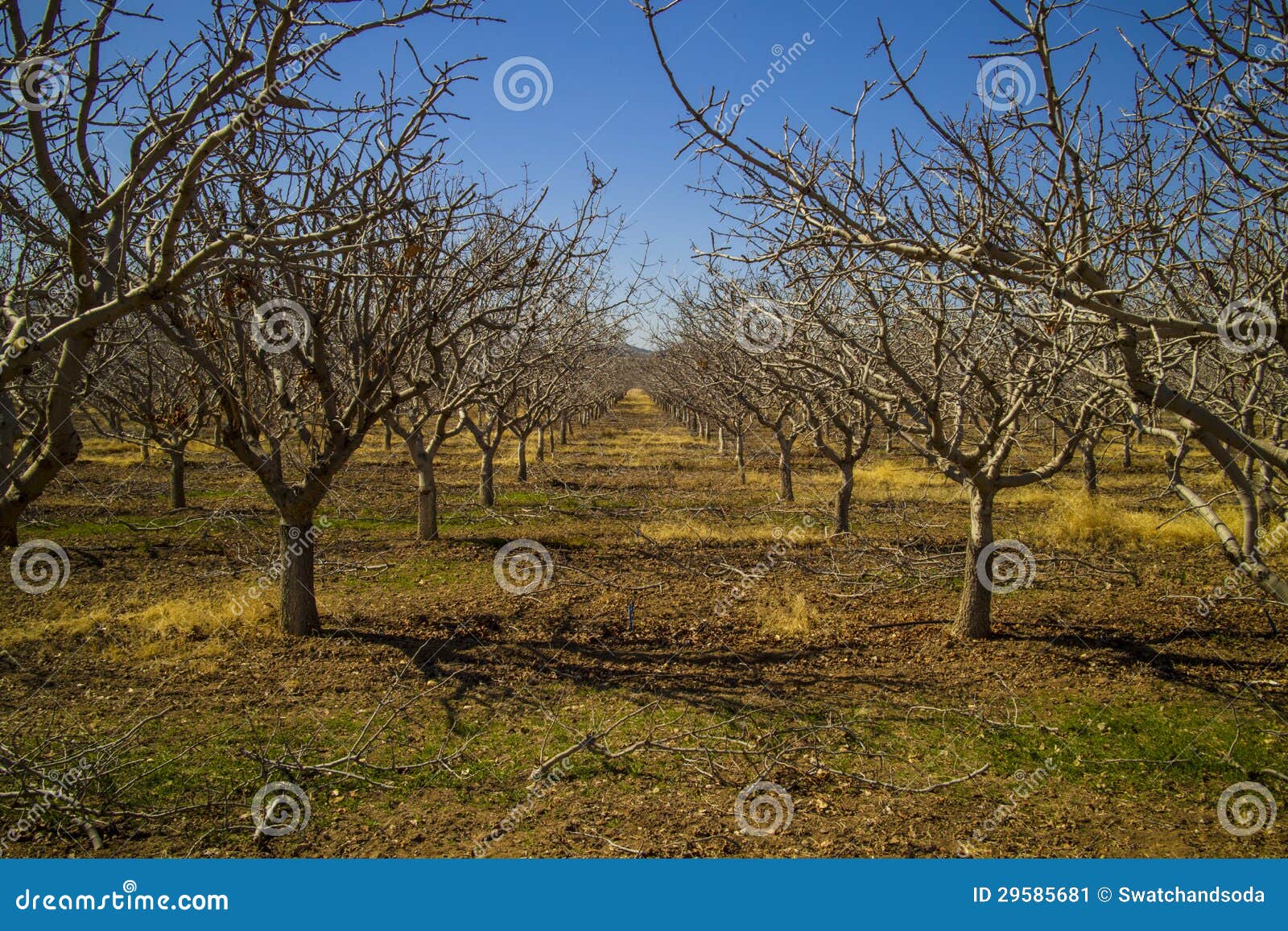 Pistachio Tree Farm in Winter Stock Image Image of tree, winter 29585681