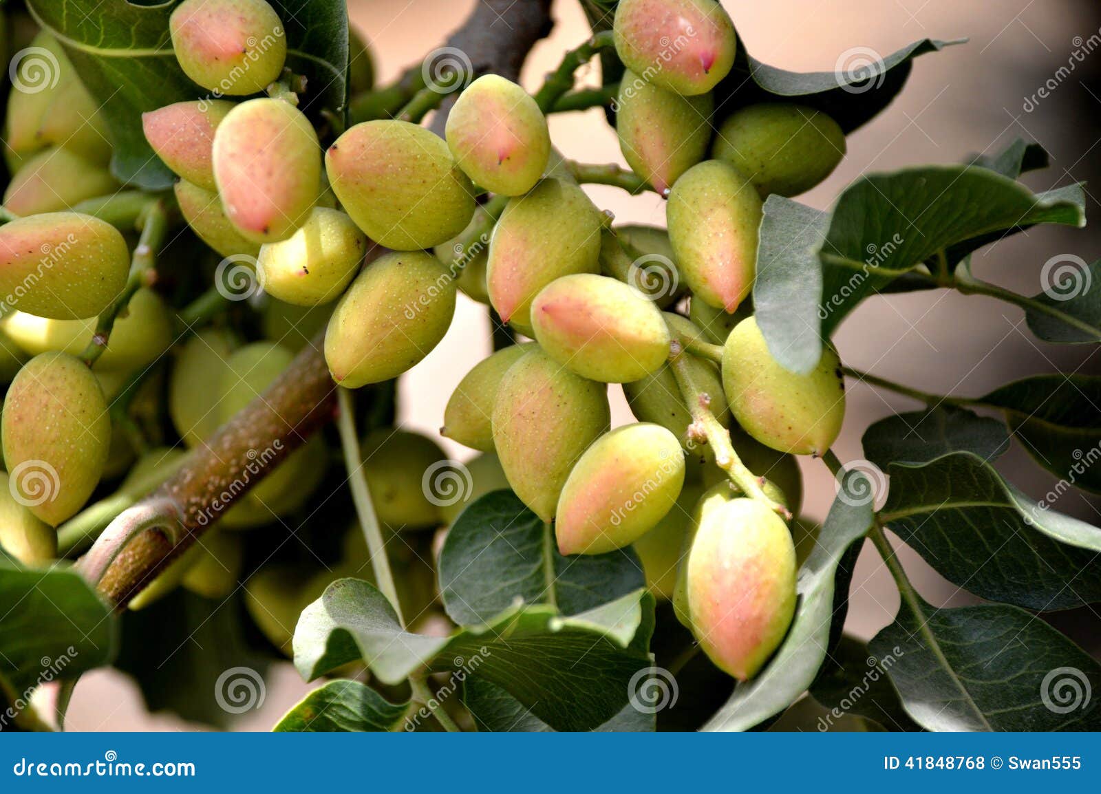 Pistachio tree. stock photo. Image of pistachio, close 41848768