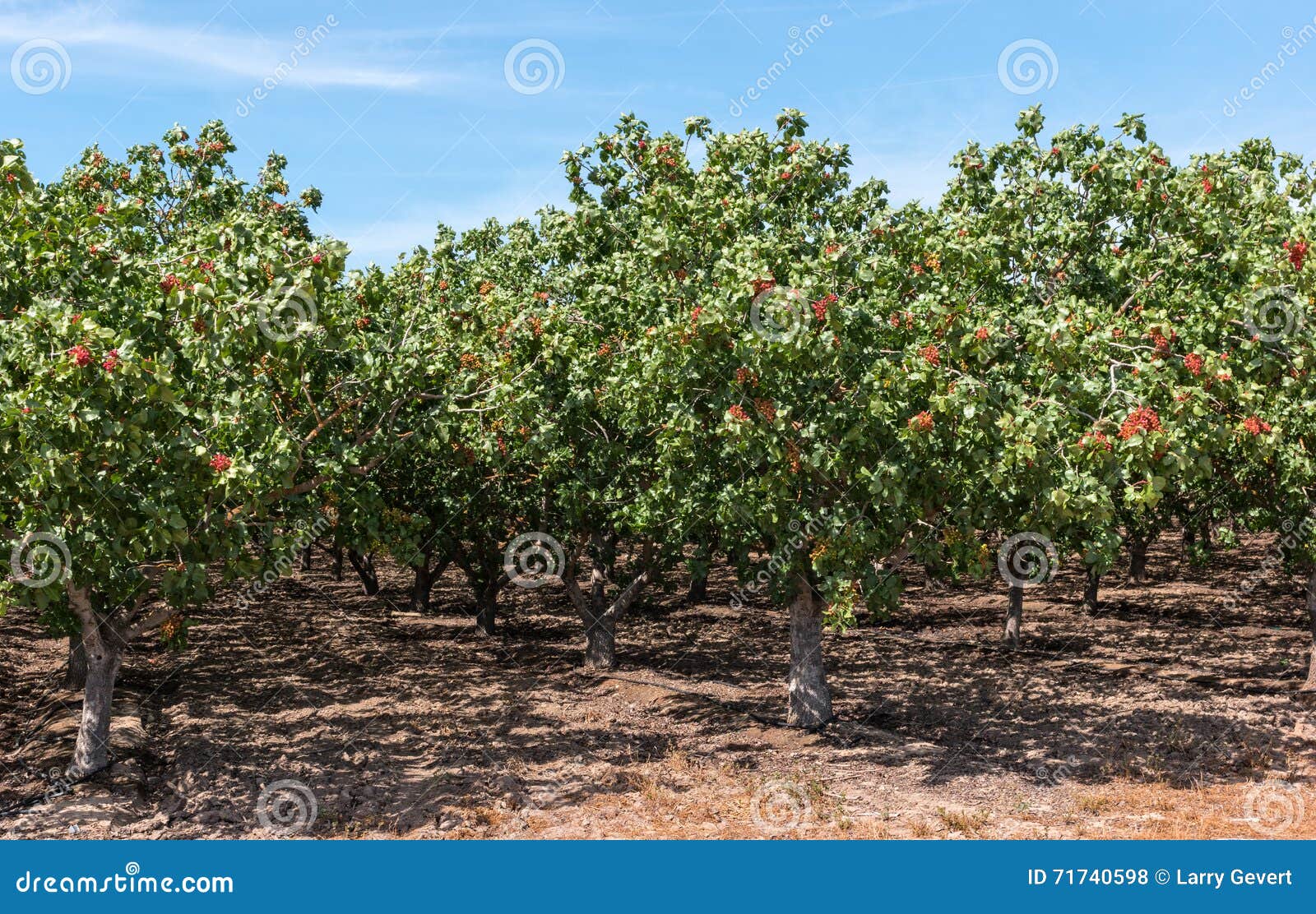 pistachio tree orchard