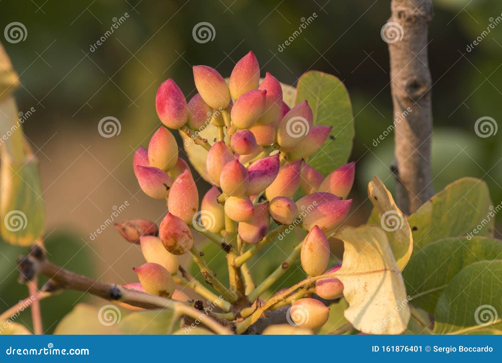 pistachio tree at sunset in greece