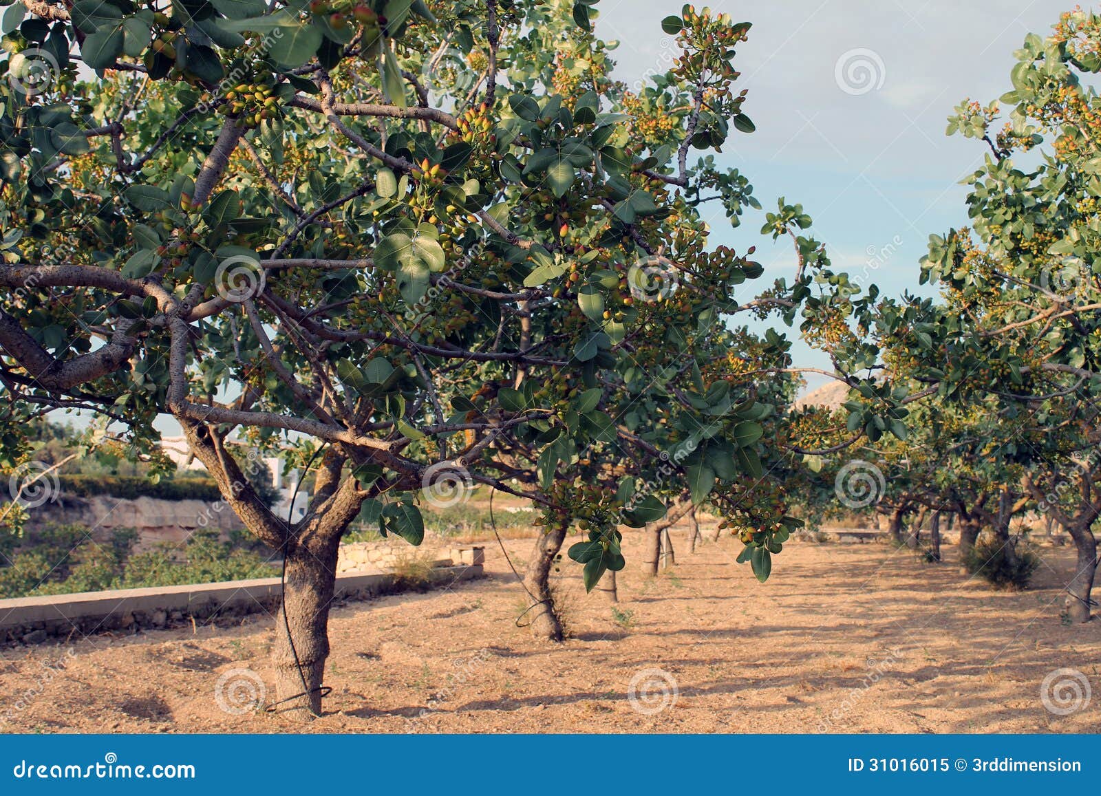 Pistachio Tree stock image. Image of pistachio, green - 31016015