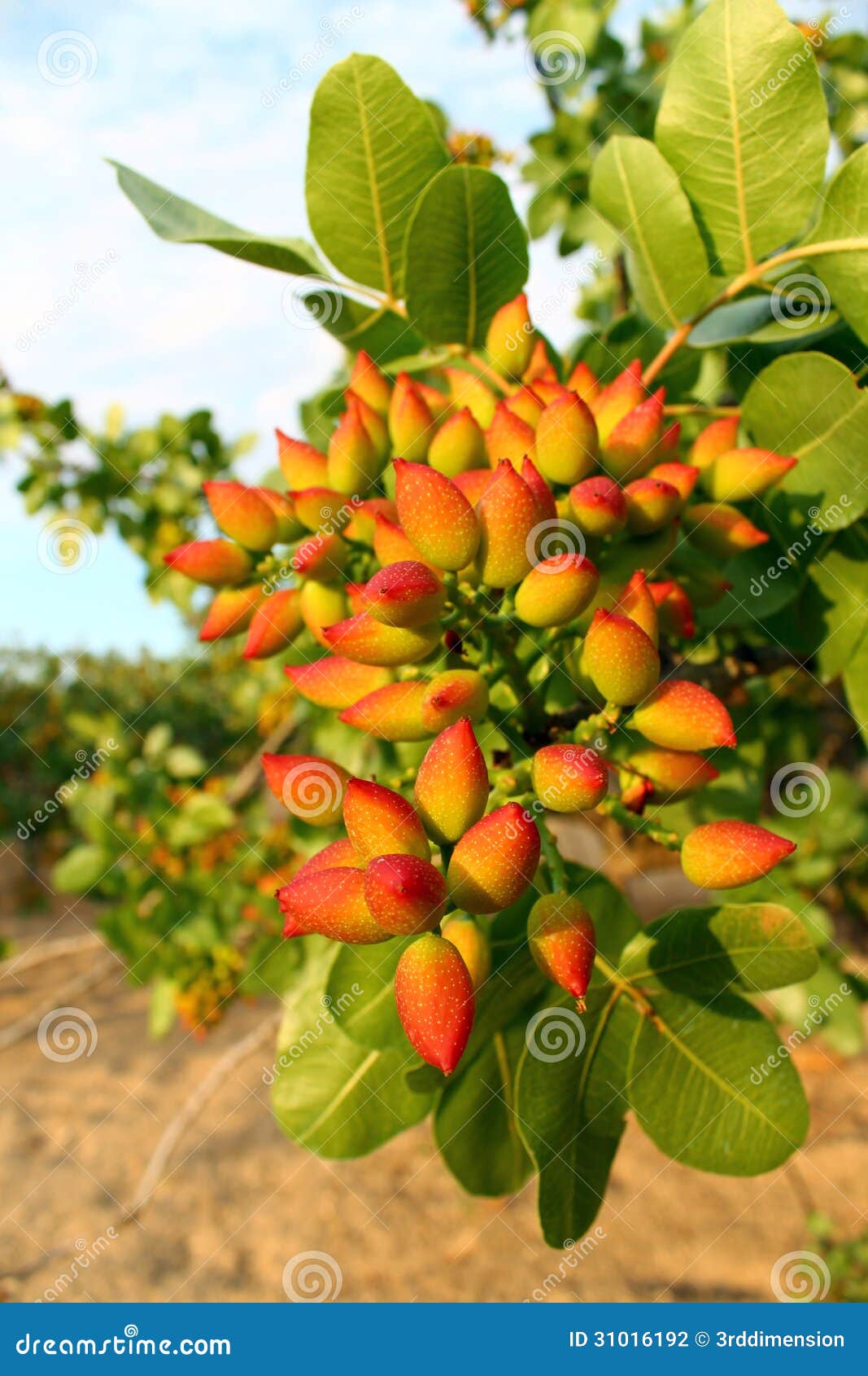 Pistachio Tree stock photo. Image of leafs, original 31016192
