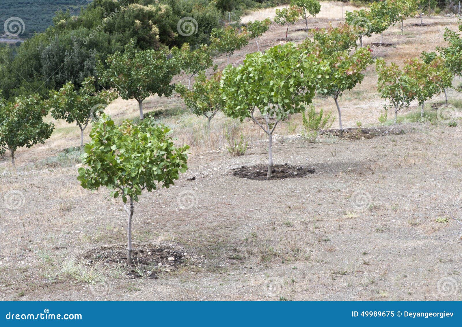 Pistachio trees stock image. Image of country, greece 49989675