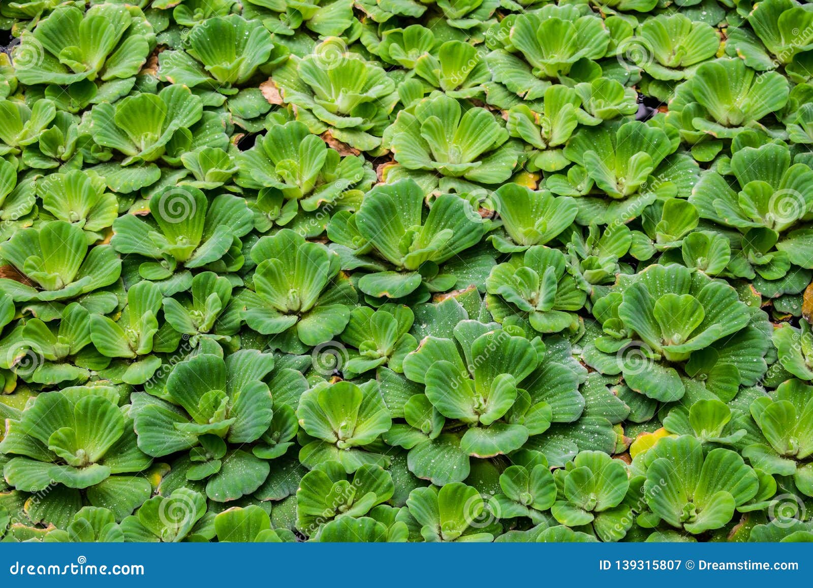 water pistia lettuce stratiotes preview