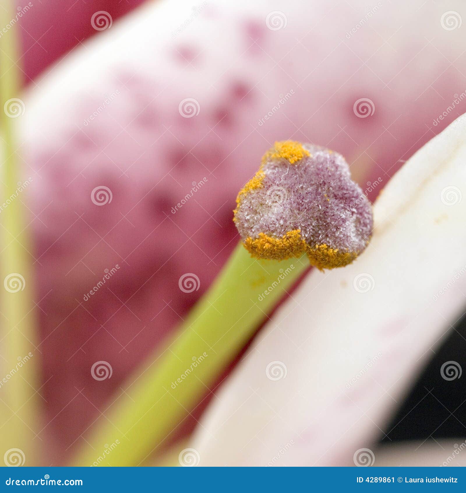 Pistil with orange pollen stock image. Image of bloom 4289861
