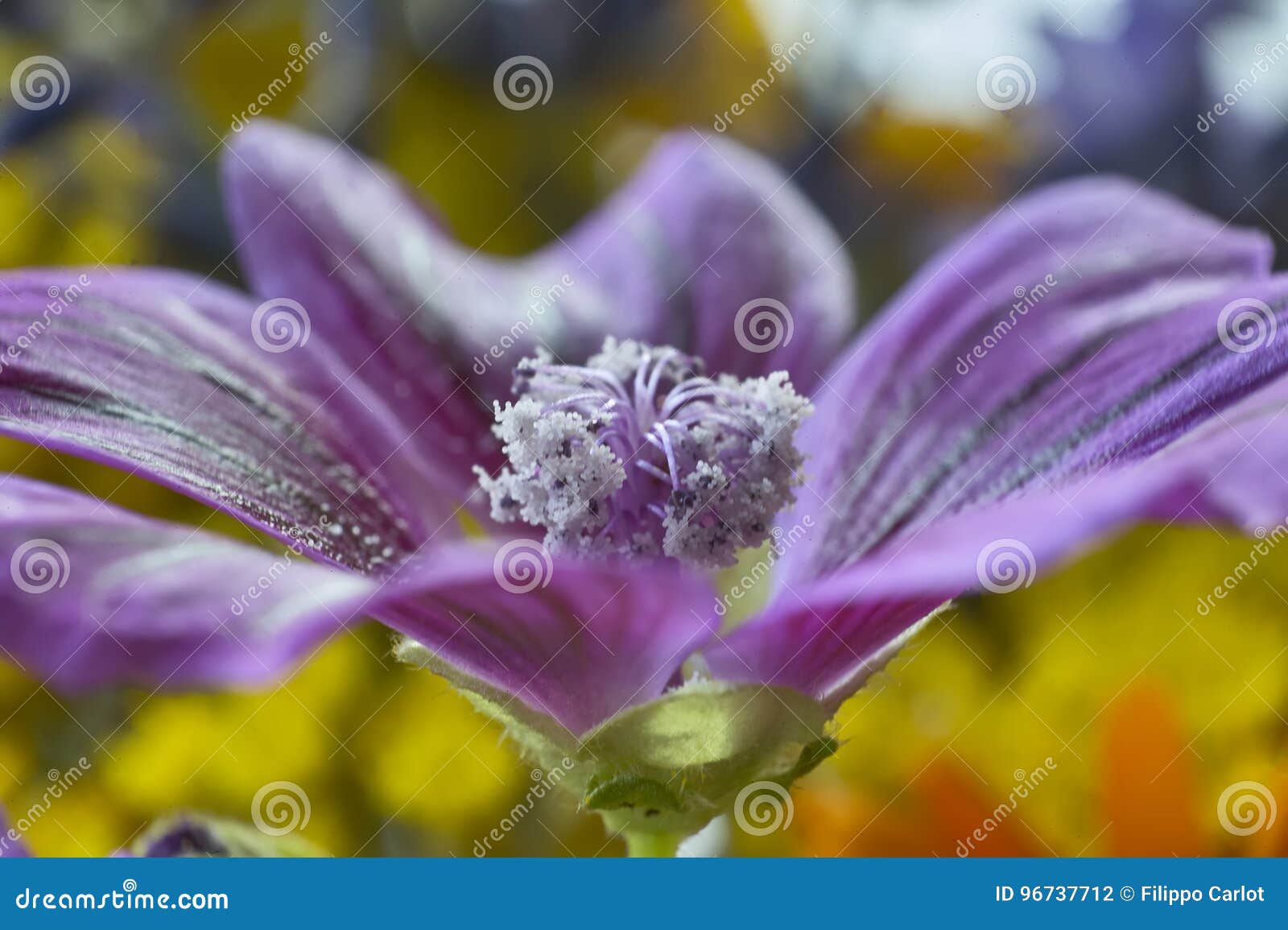 Pistils. Dettaglio dei pistilli e dei filamenti porpora di un fiore porpora, di un dettaglio e di grazie visibili del dettaglio alla macro fucilazione