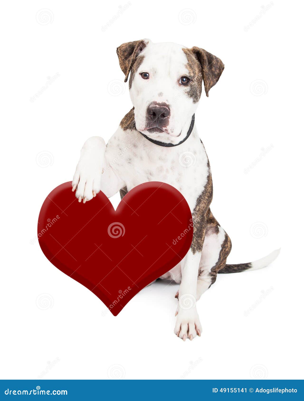 Pit Bull Dog Holding Heart stock image. Image of cutout 49155141
