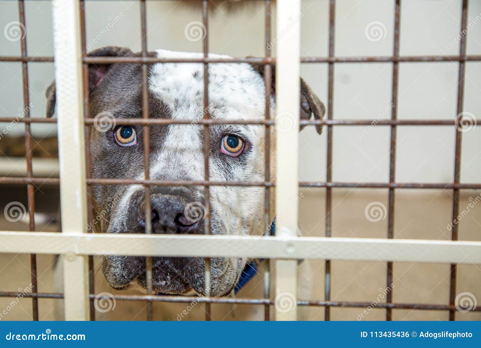 Pit Bull Dog in Kennel Al Riparo Fotografia Stock - Immagine di