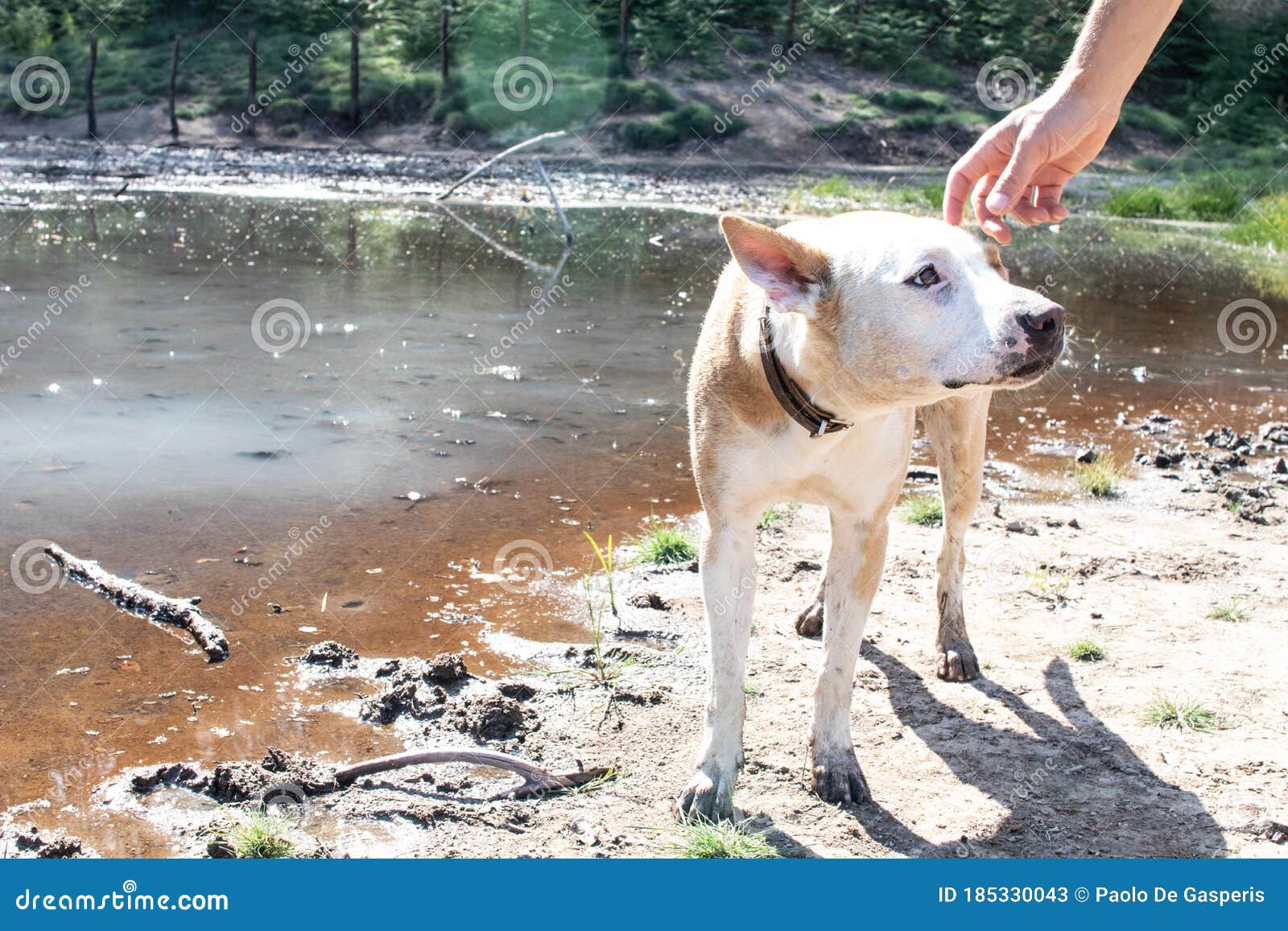 Pit Bull Dog And Master Near A Puddle Of Water During An ...