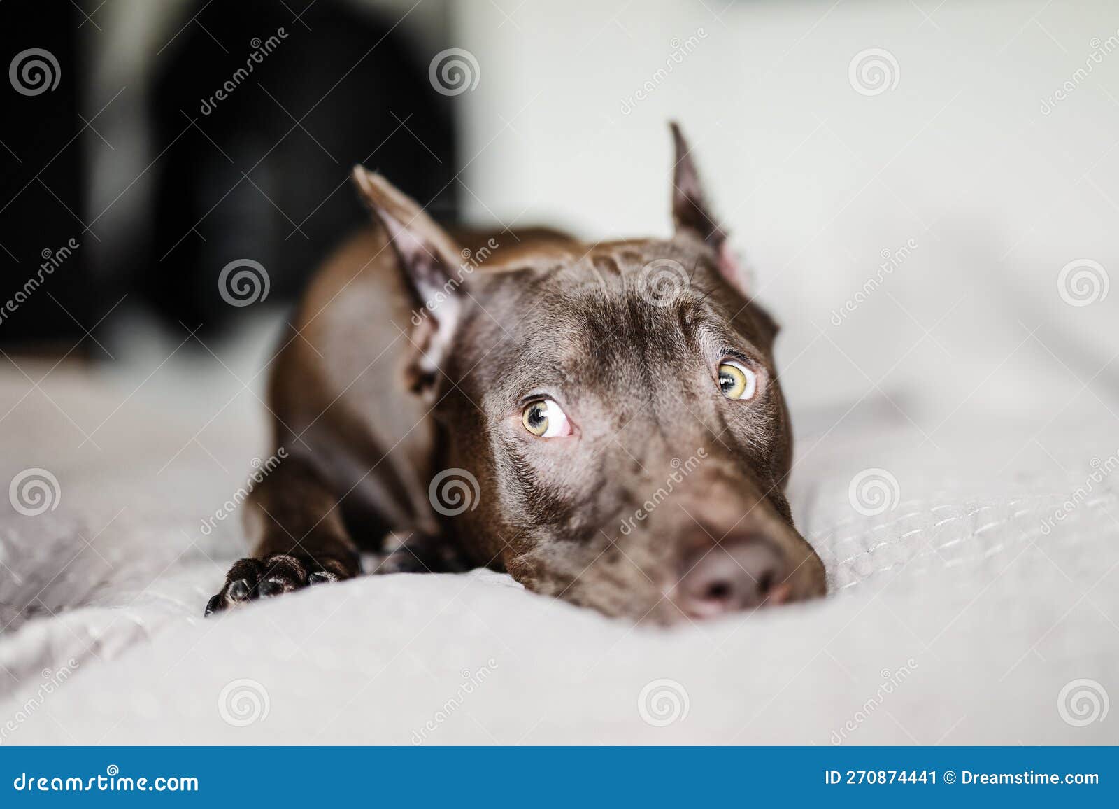 Pit Bull Dog Rests on the Bed and Looks Cute with His Eyes Stock Image