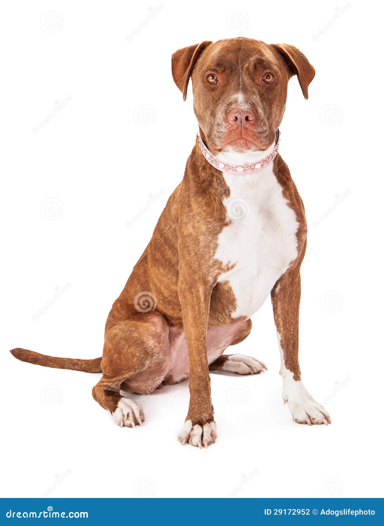 Pit Bull Dog Wearing Pink Collar Stock Photo Image of animal