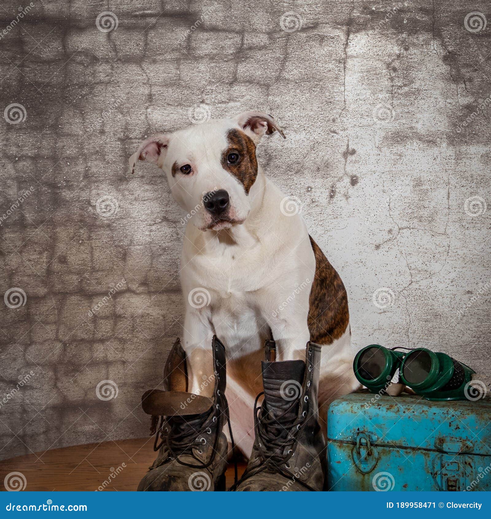 Pit Bull Mixed Breed Puppy with Welders Glasses and Work Boots Stock