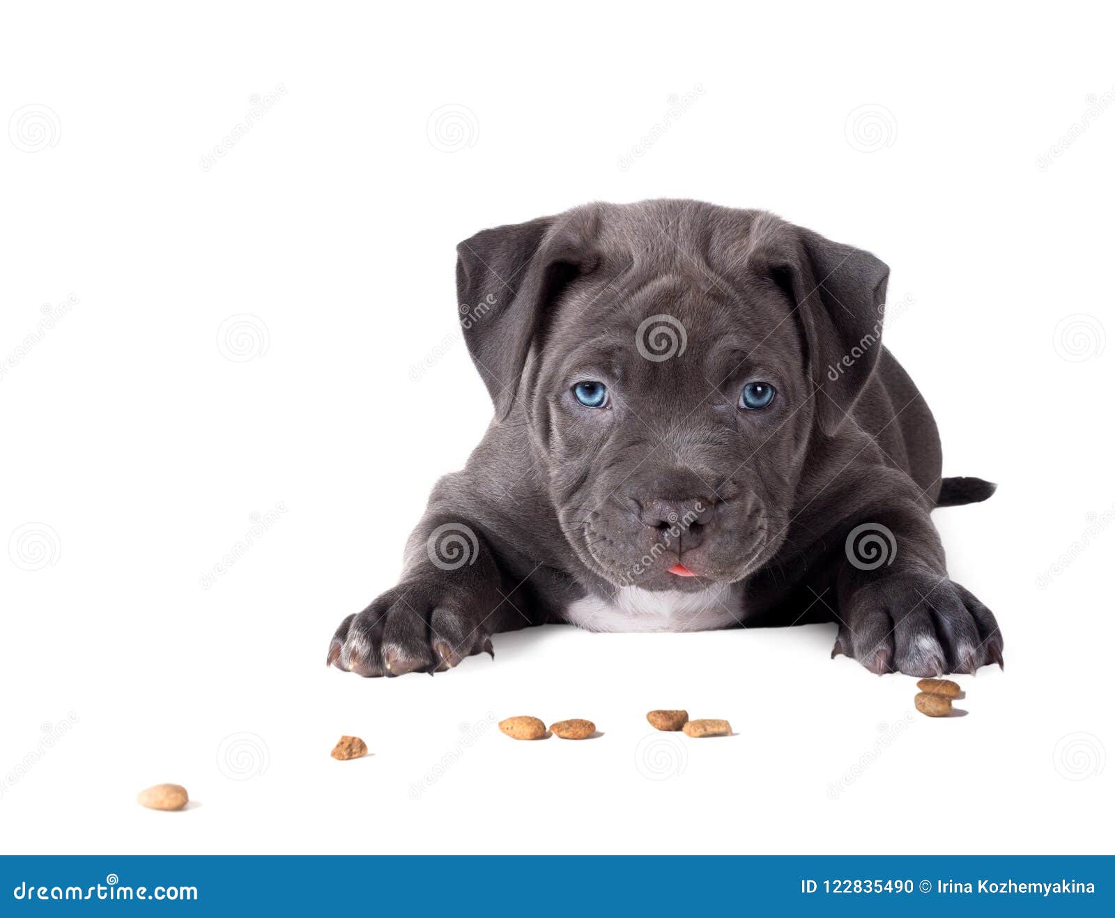 Pit Bull Puppy Con Un Occhio Azzurro Si Trova E Mangia L