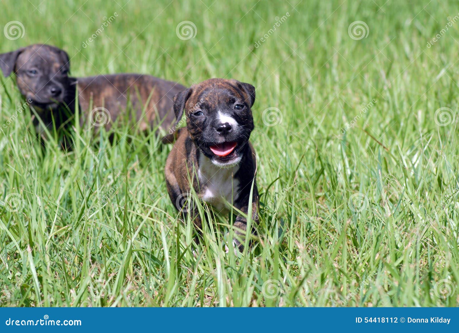 Pit Bull Puppy stock photo. Image of play, pitbull, green 54418112