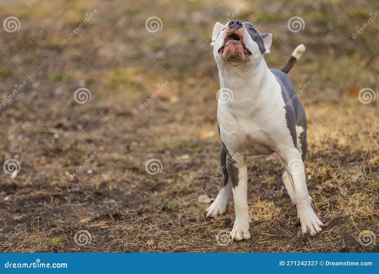 Pit Bull Puppy Playing on the Playground Stock Image Image of