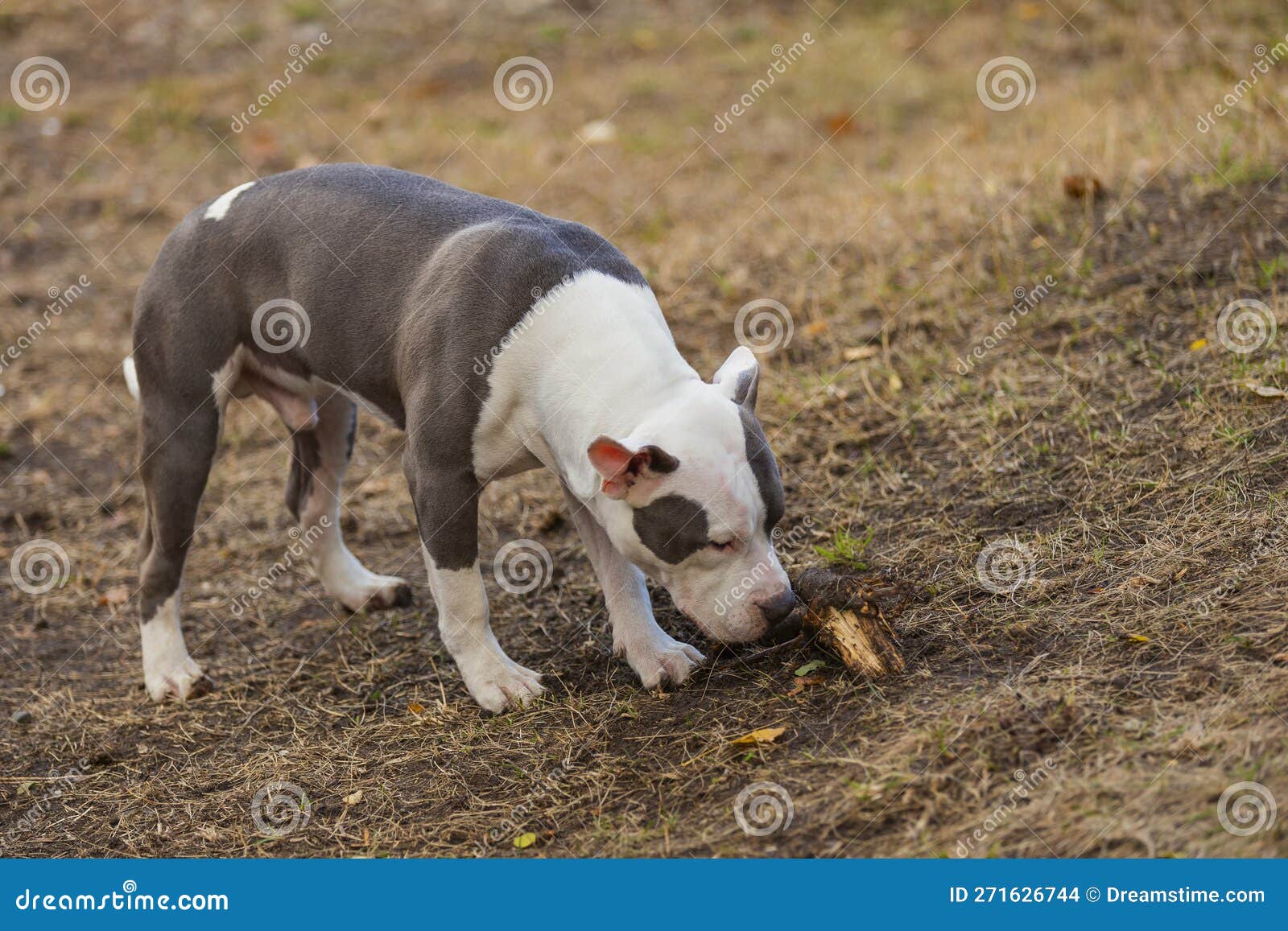 Pit Bull Puppy Playing on the Playground Stock Photo Image of mammal