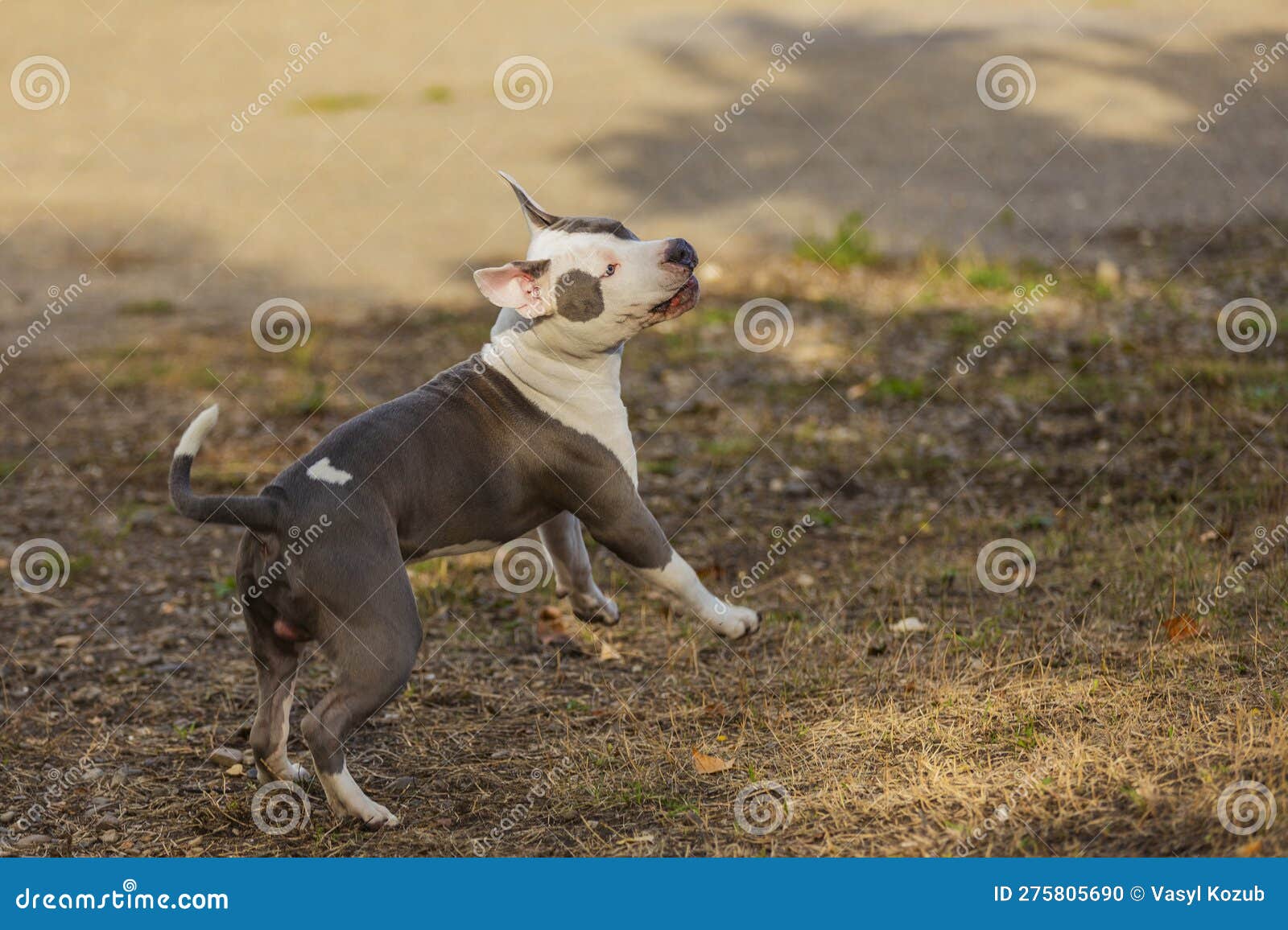 Pit Bull Puppy Playing on the Playground Stock Photo Image of