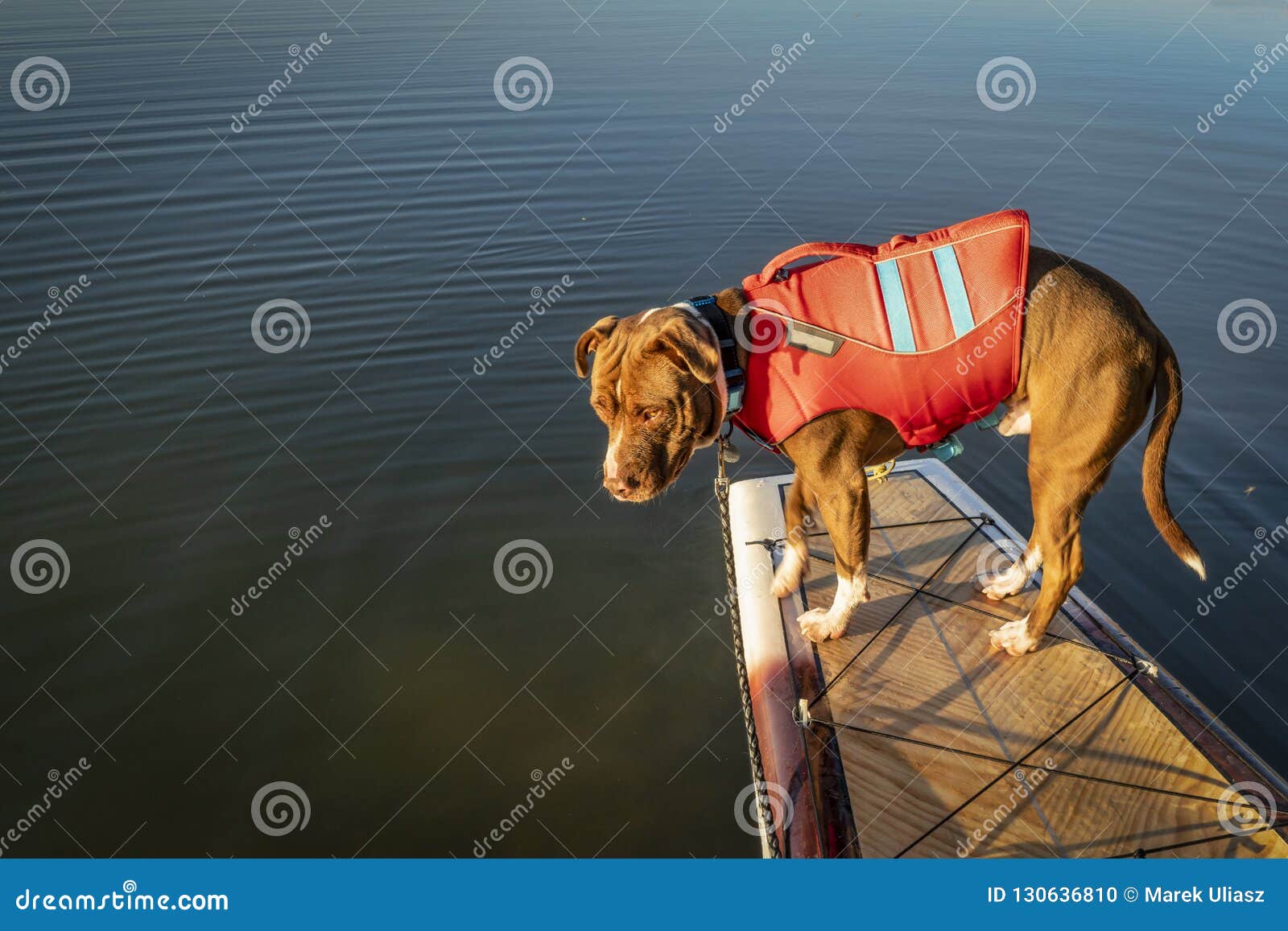 pitbull life jacket