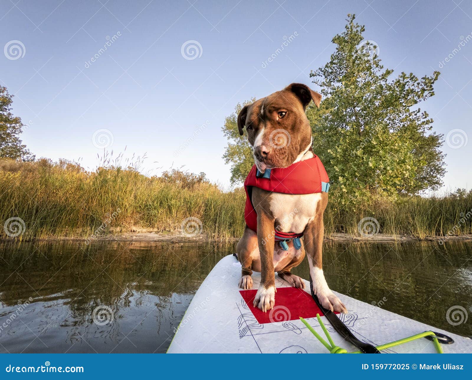 pitbull life jacket