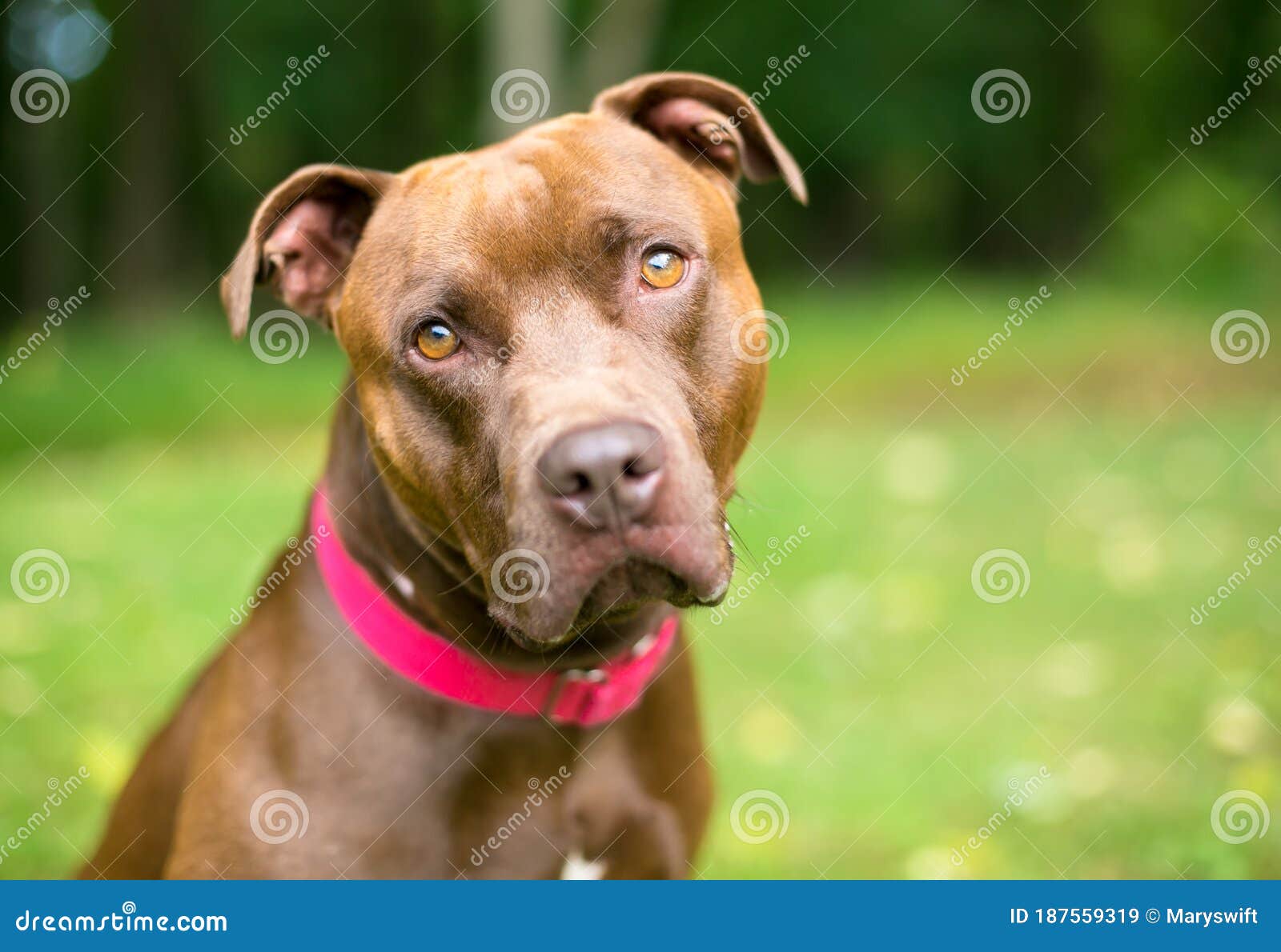 A Pit Bull Terrier X Labrador Retriever Mixed Breed Dog Looking Stock Image Image Of Expression Canine 187559319