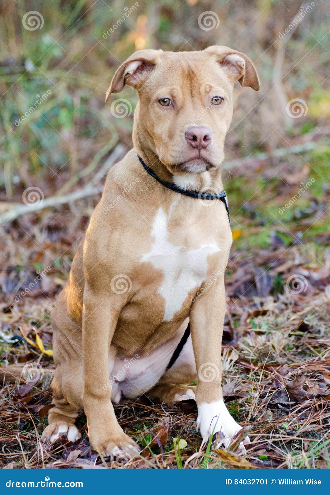 pitbull terrier puppies