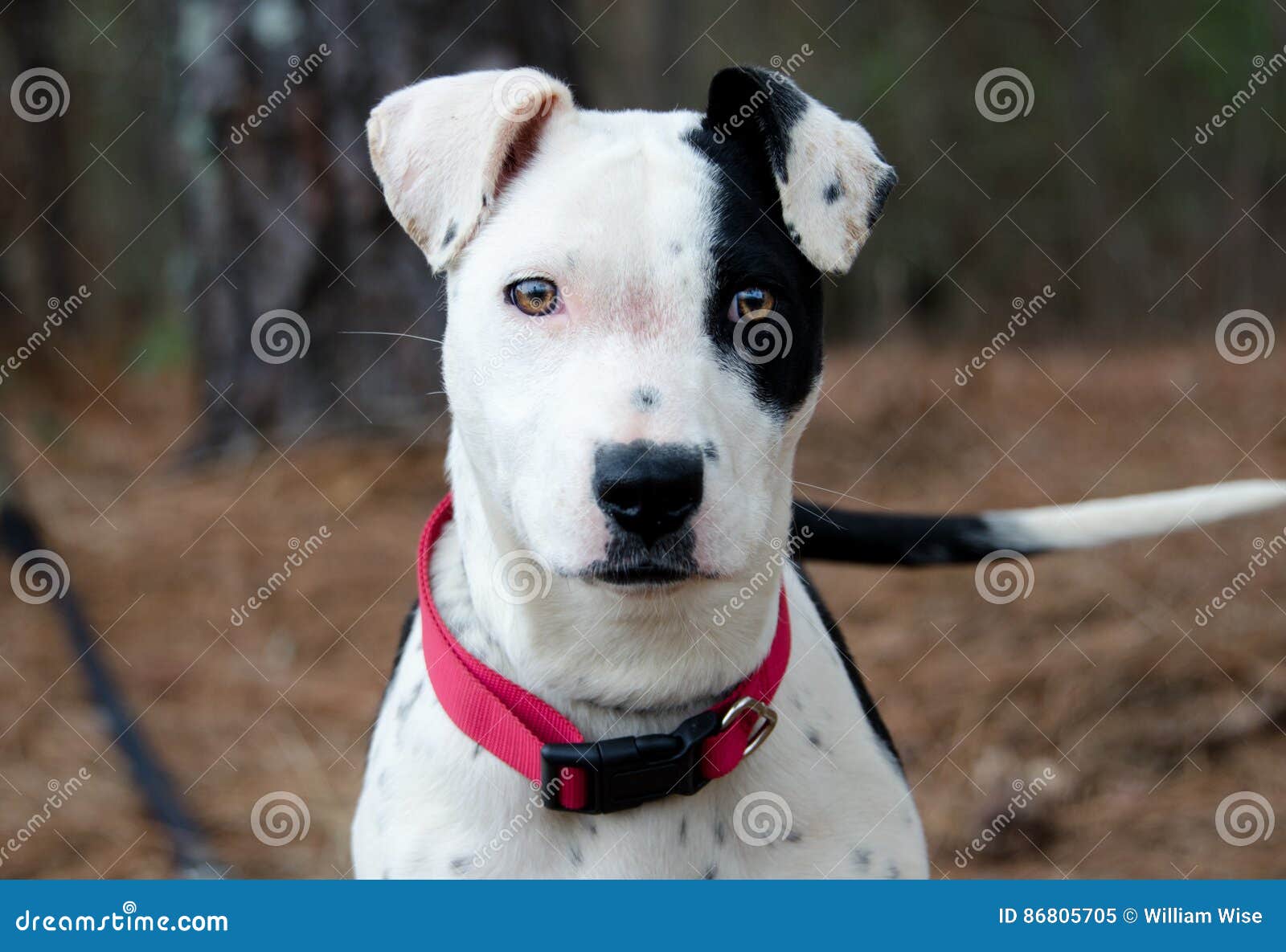 black american pitbull terrier puppy