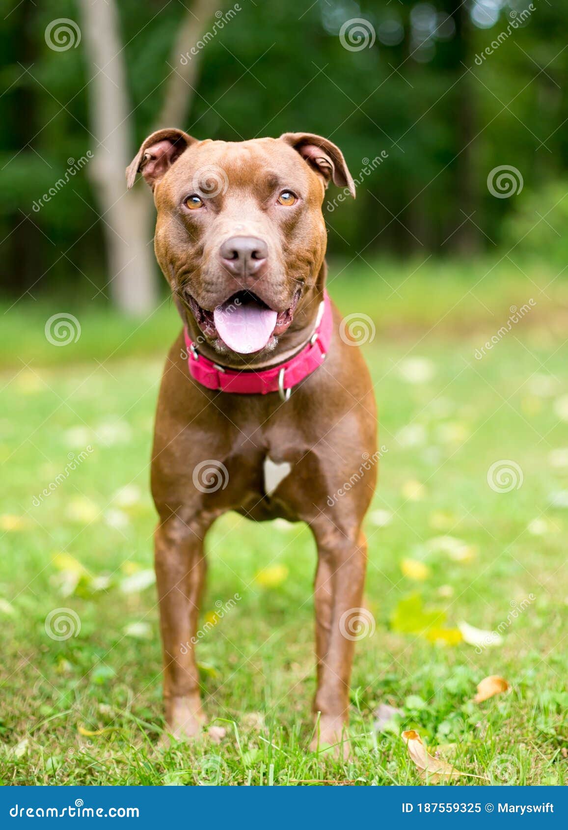 spray Quilt Høre fra A Pit Bull Terrier X Retriever Mixed Breed Dog with a Heart Shaped Mark on  Its Chest Stock Image - Image of friendly, listening: 187559325