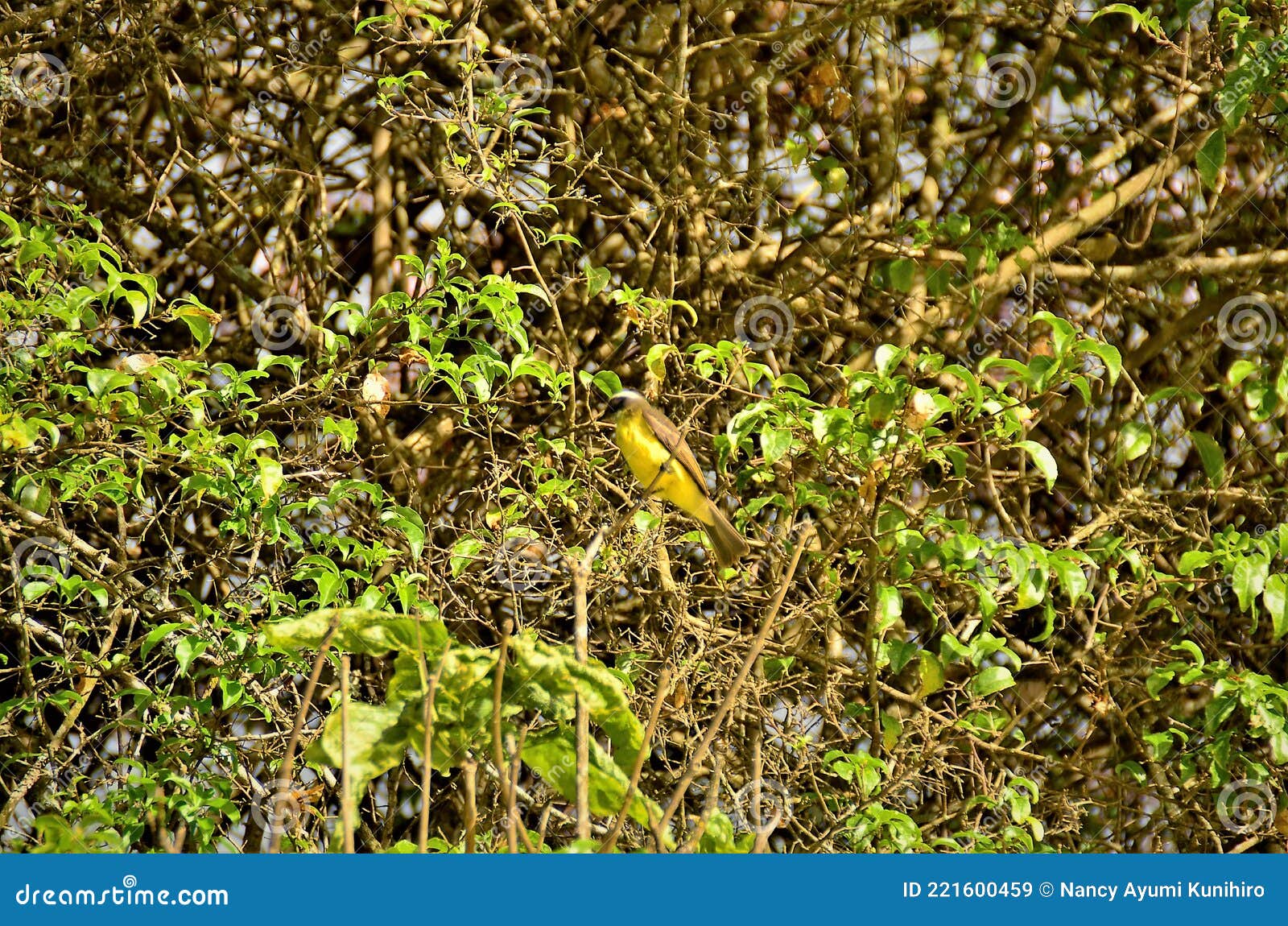 a pitangus sulphuratus resting peacefully on the branch of the tree