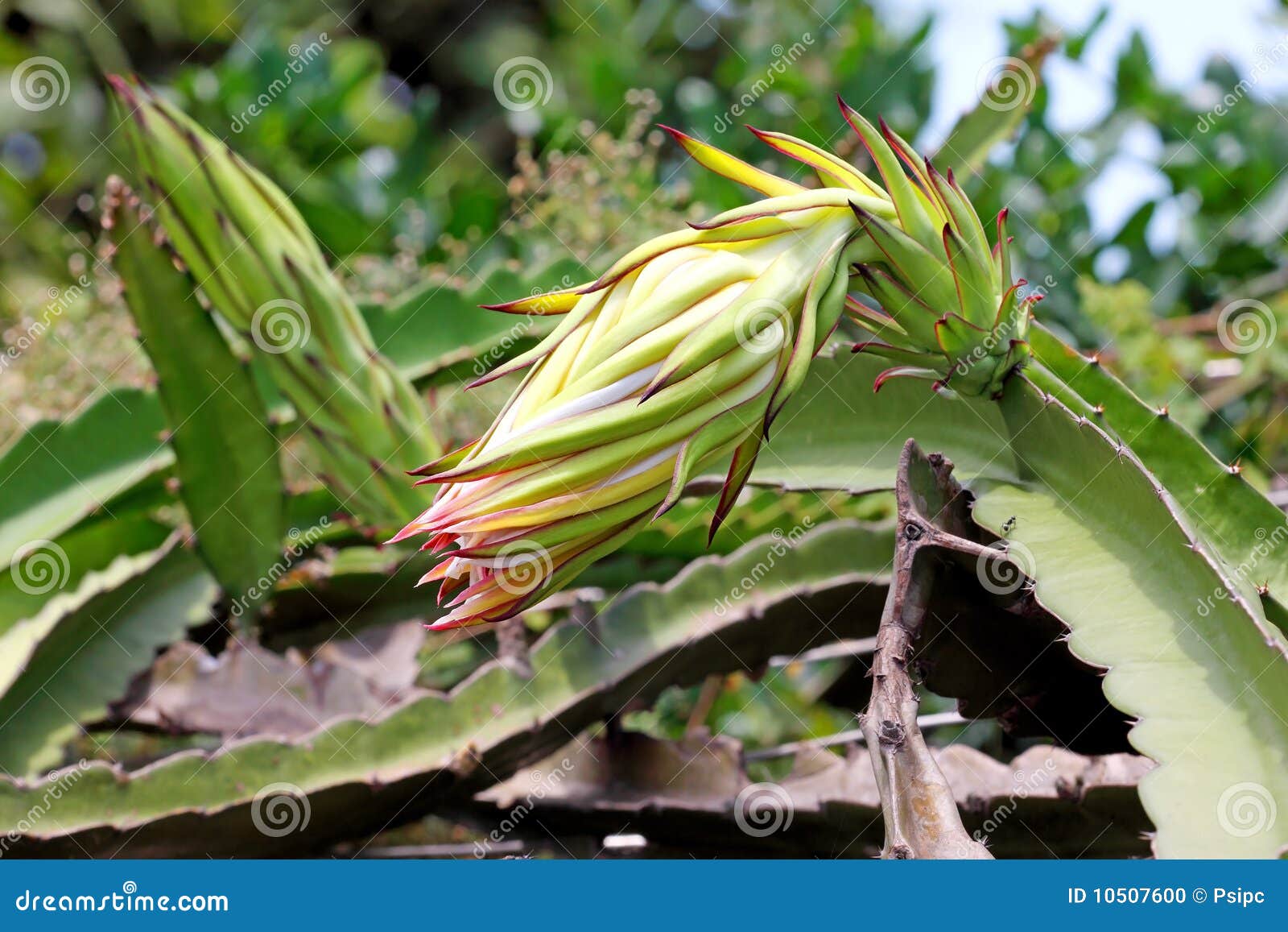 Pitaya, Cactus fruit stock photo. Image of sweet, fruit 10507600