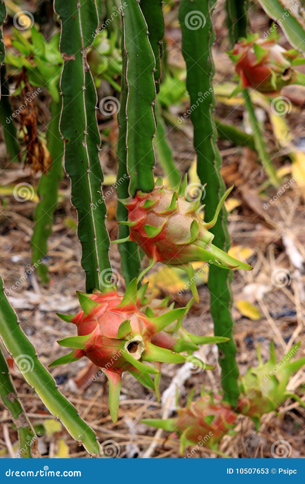 Pitaya, Cactus fruit stock image. Image of fruit, pitaya 10507653