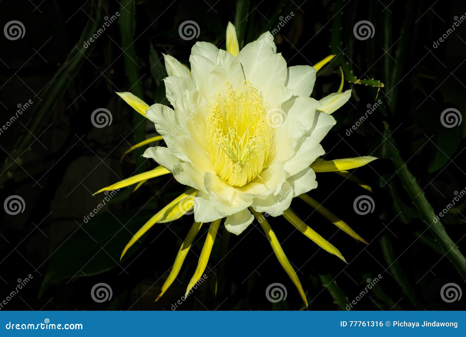 Pitaya Flower or Dragon Fruit Stock Photo - Image of leaf, elegance:  77761316