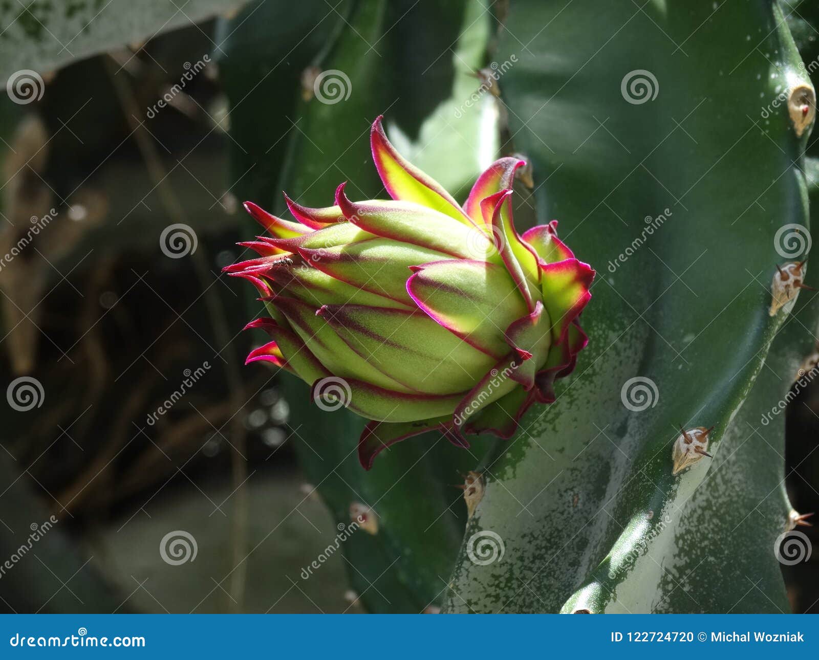 Pitaya flower, dragonfruit stock photo. Image of asian - 122724720