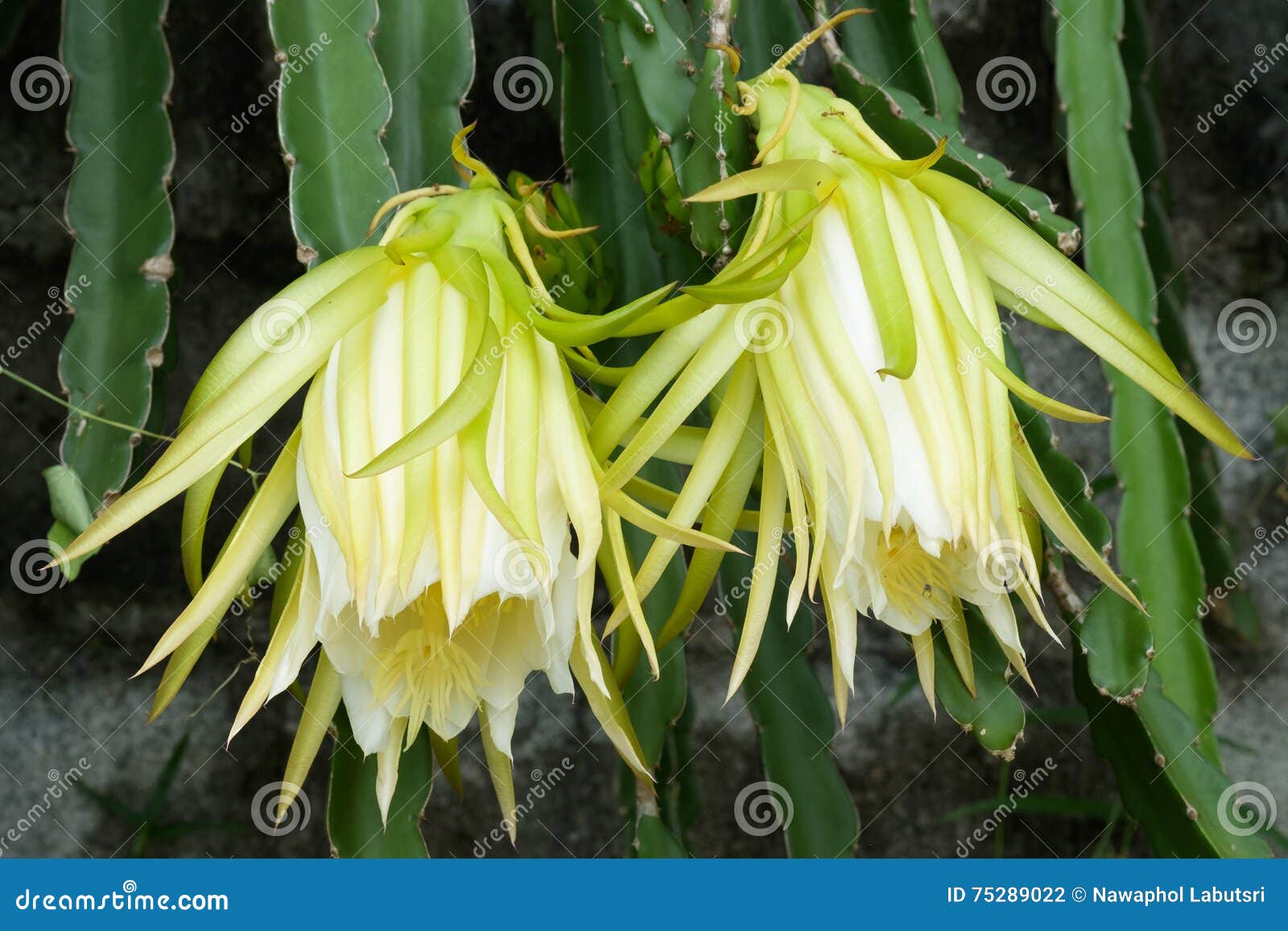 Pitaya flower stock photo. Image of flora, macro, close - 75289022