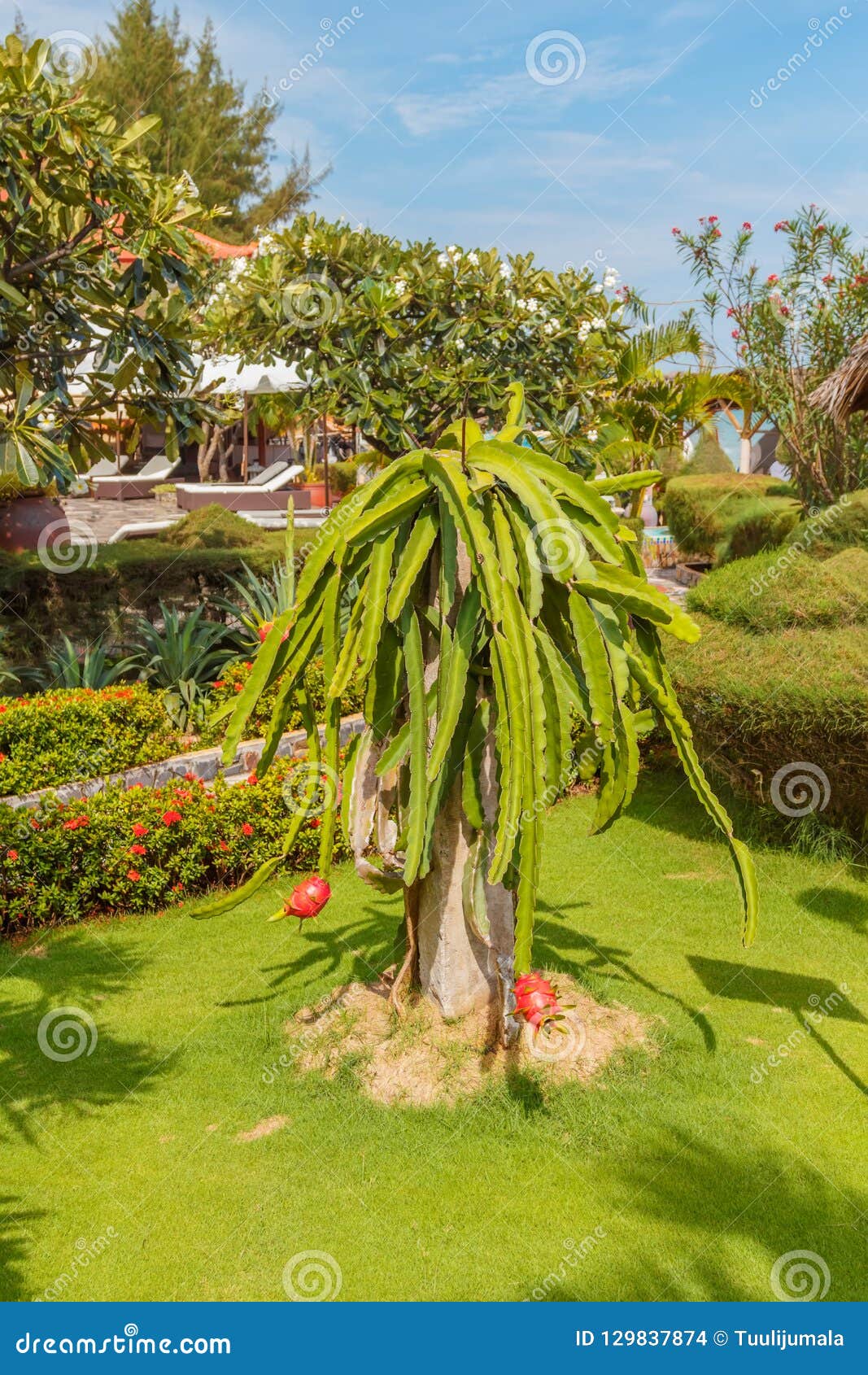 Pitaya kaktus eller Dragon Fruit Growing i mogna frukter för asiatisk trädgård