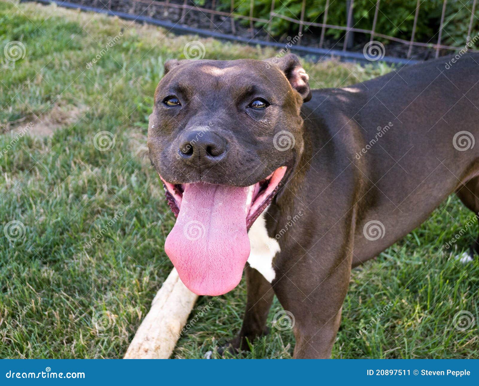 Pitbull stock image. Image of bull, fighter, pitbull 20897511