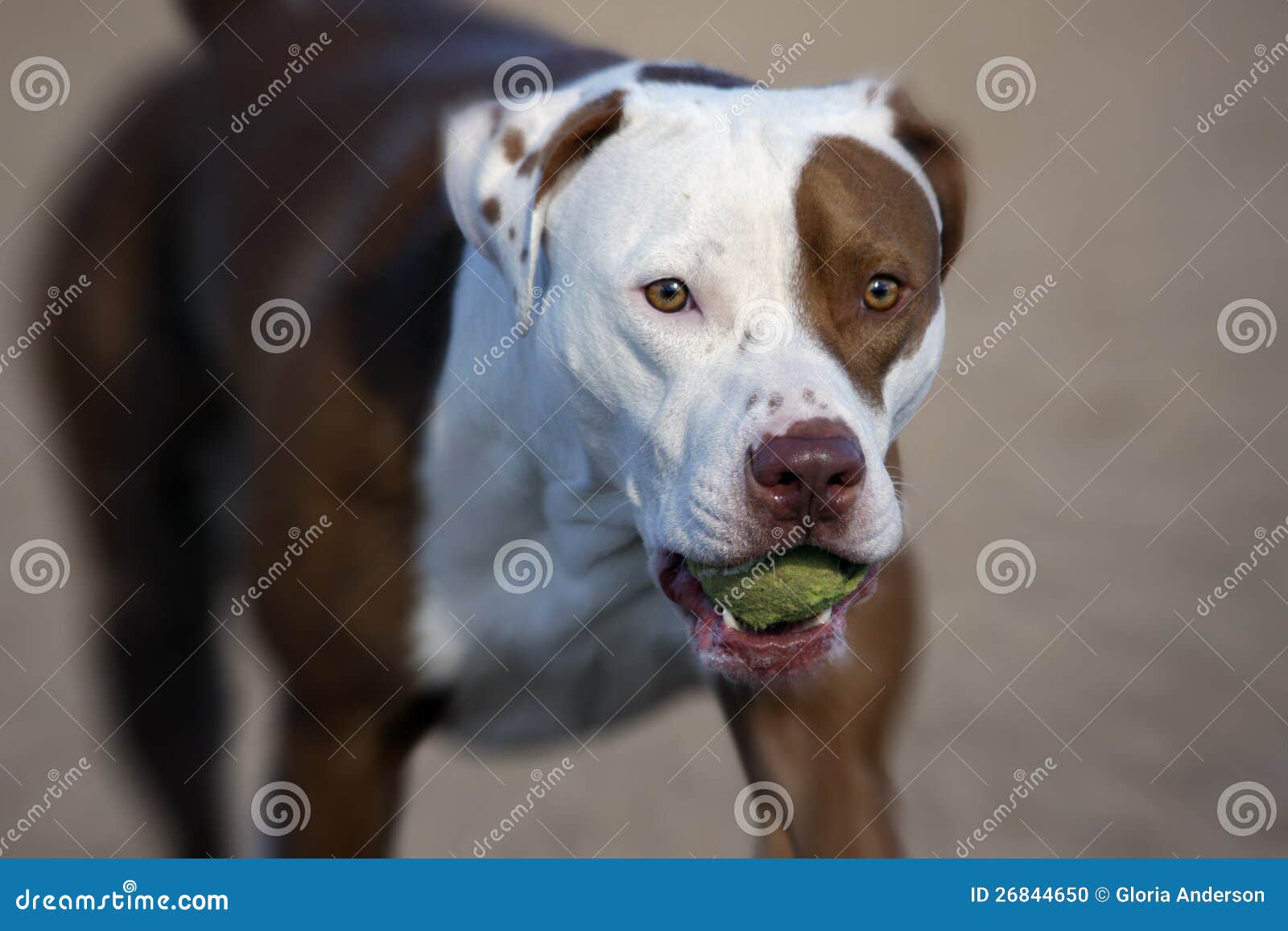 Pitbull with a ball stock photo. Image of happy, misunderstood 26844650