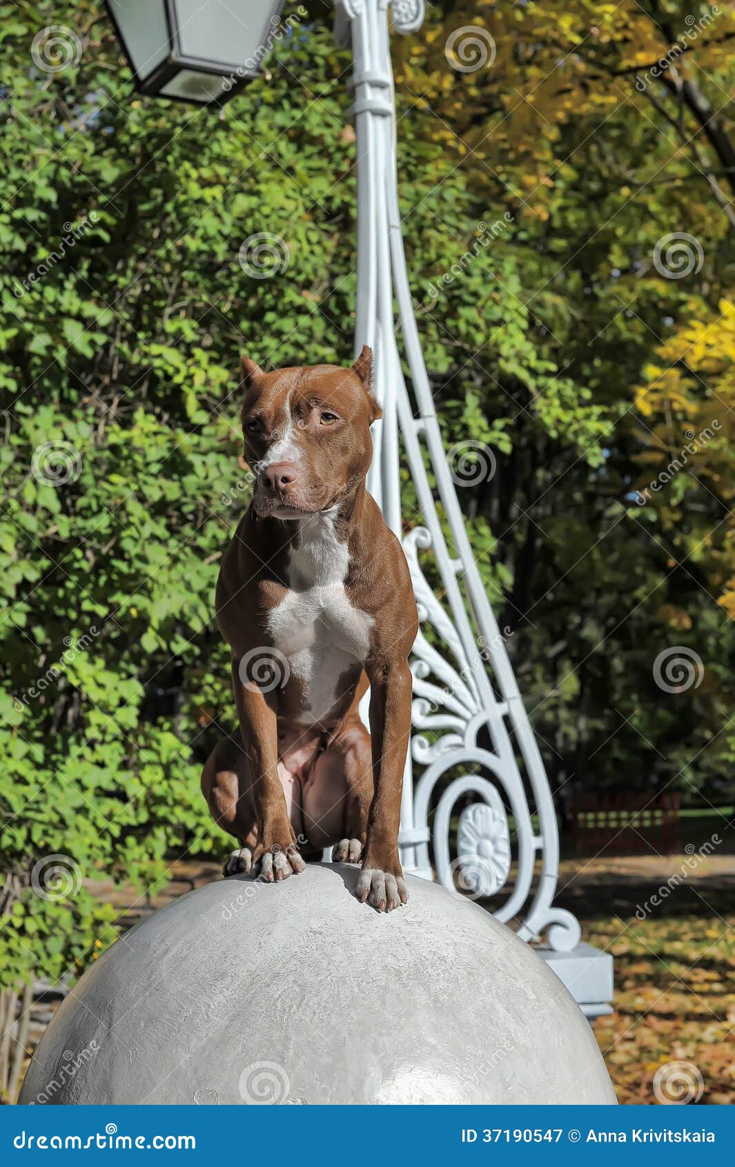 Pitbull on ball stock image. Image of canine, guard, nature 37190547