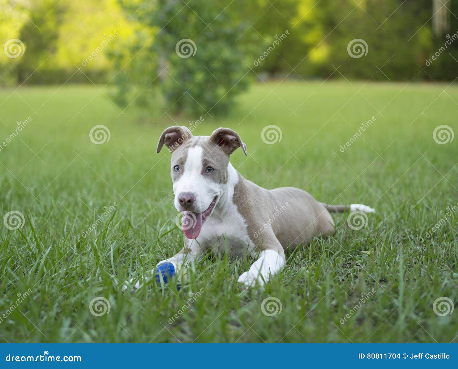 Pitbull Bonito Que Sentase Na Grama Com Sua Bola Foto de Stock