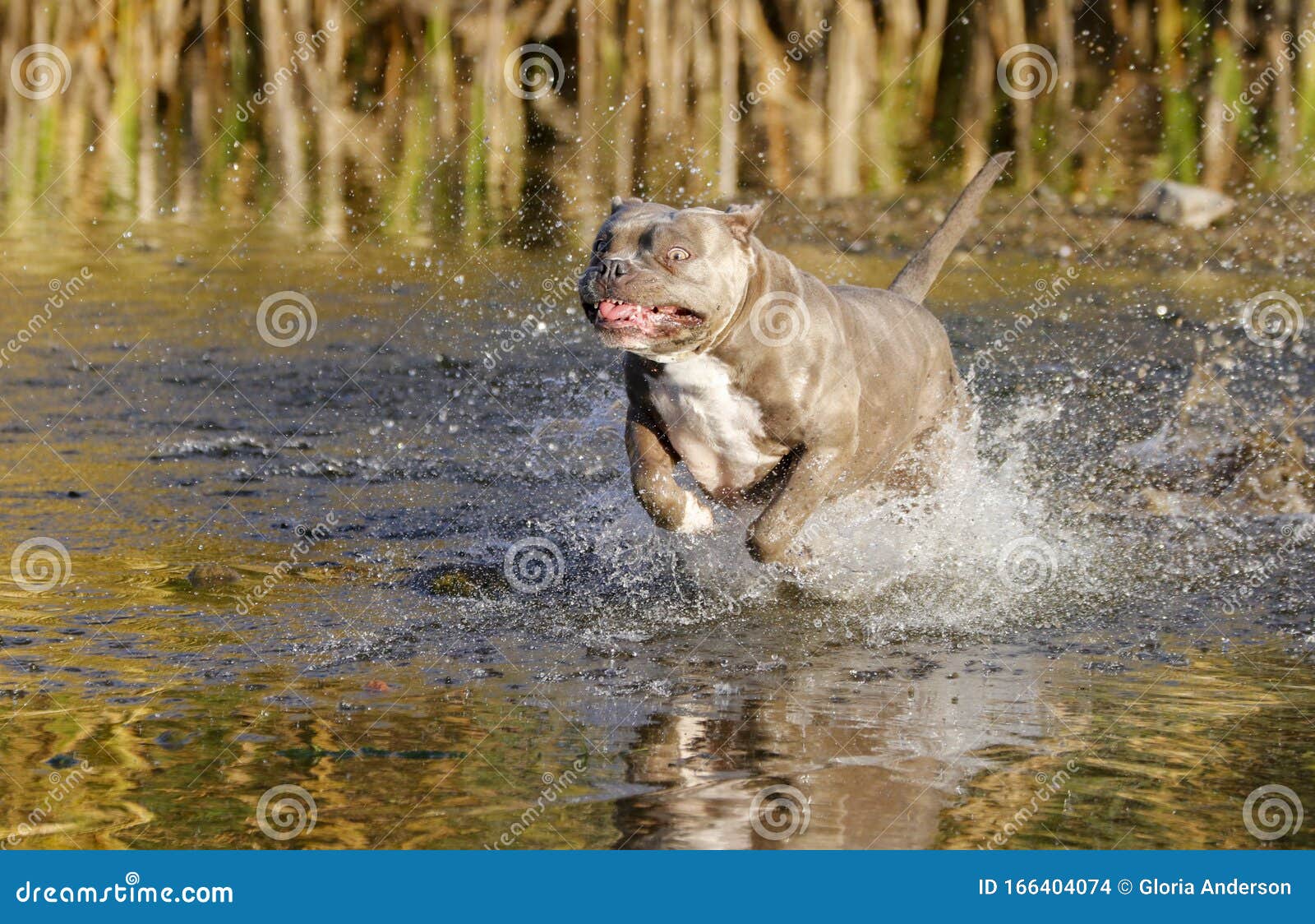 Pitbull Dog Charging through the Water Stock Photo Image of charging